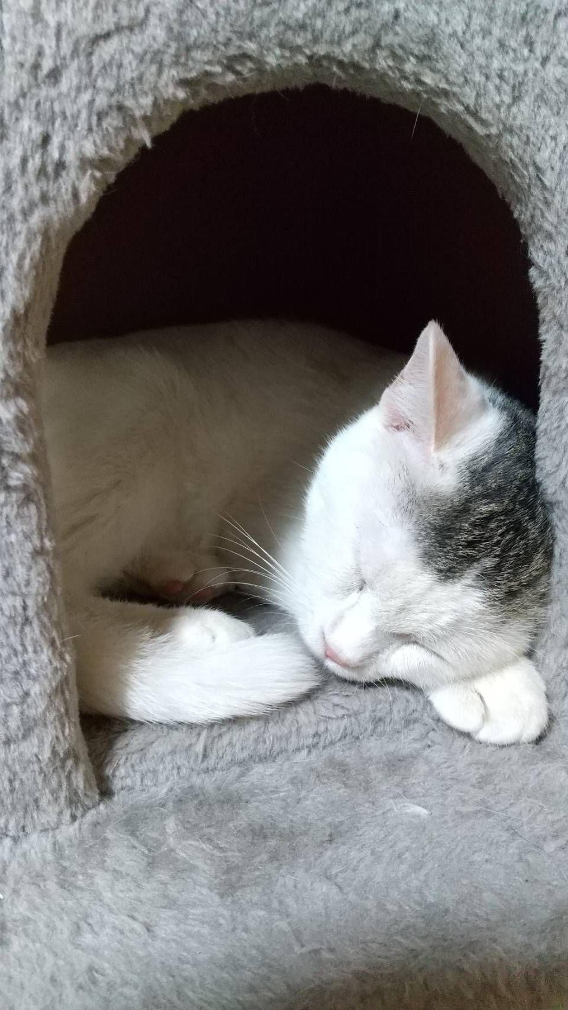 pet-image-9
