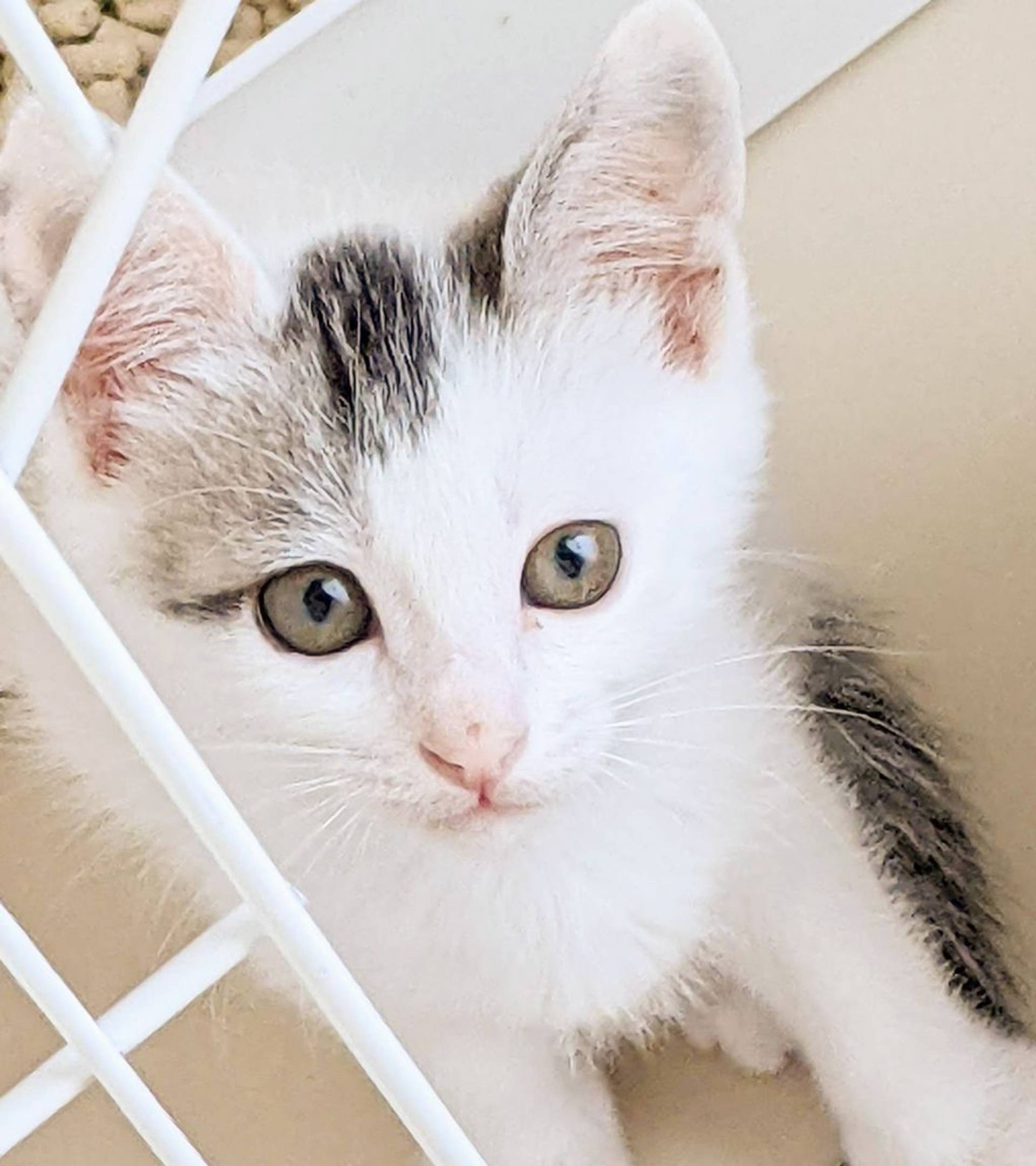 雑種（ミックス猫）・メスの里親募集の写真