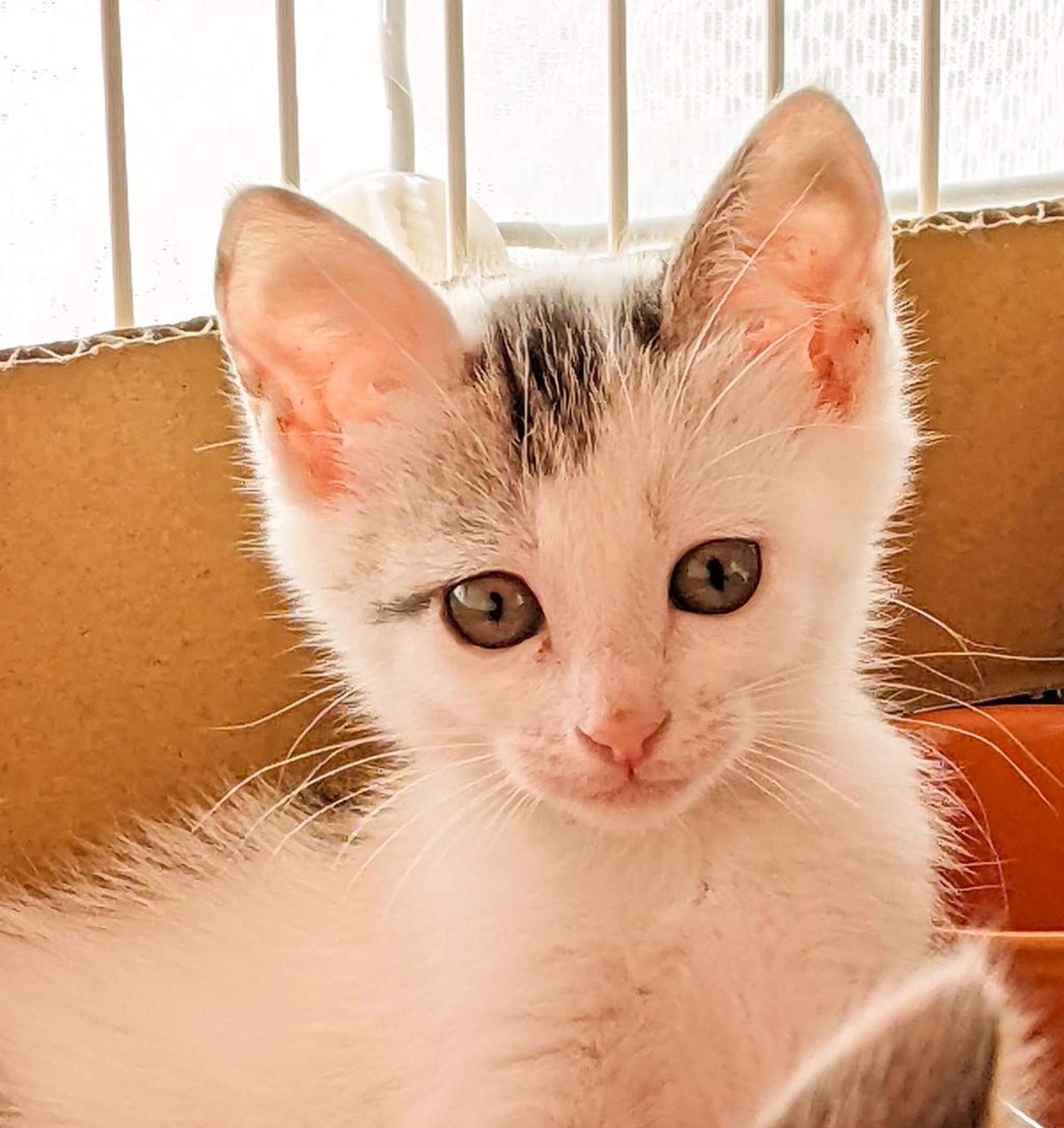 pet-image-5