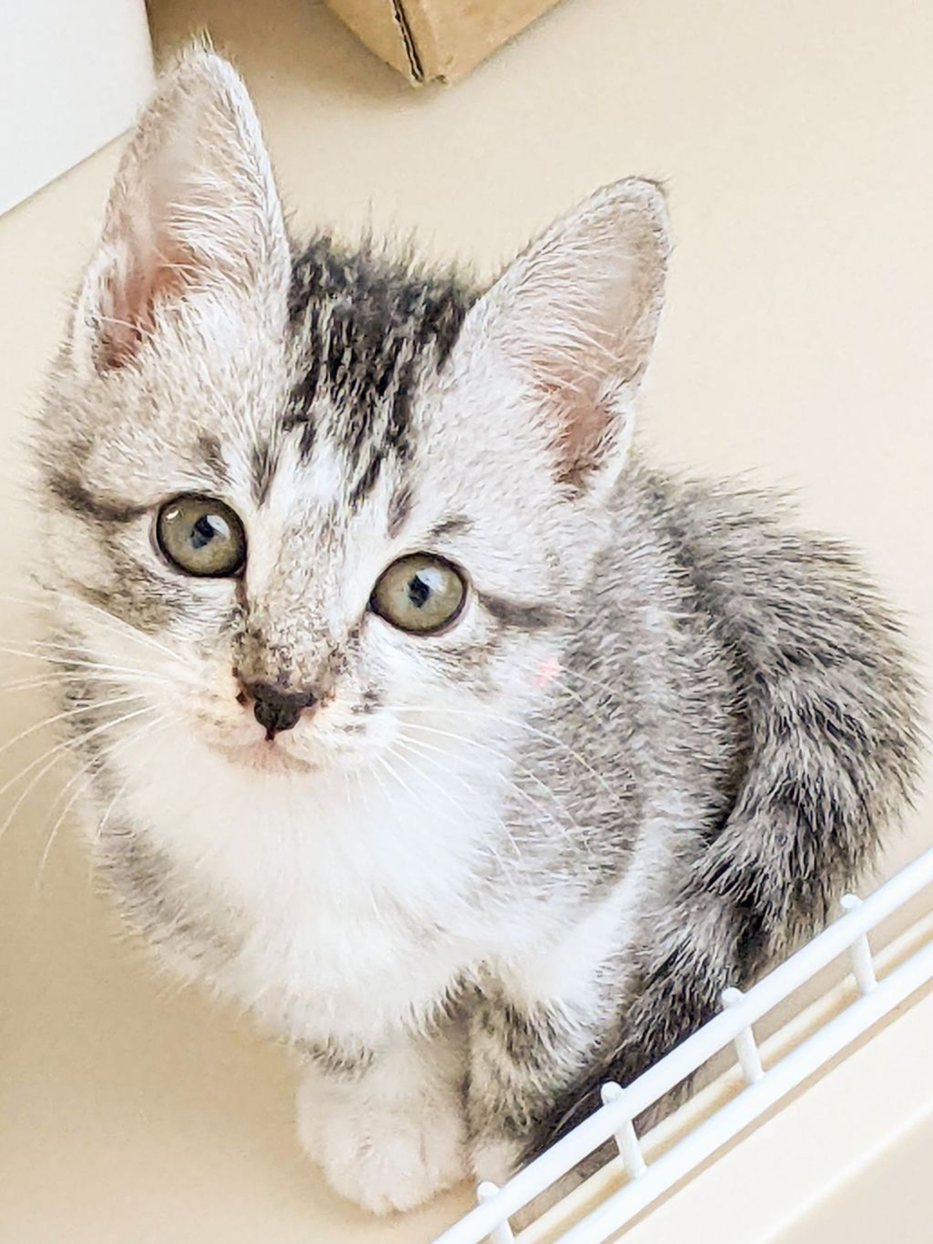雑種（ミックス猫）・メスの里親募集の写真