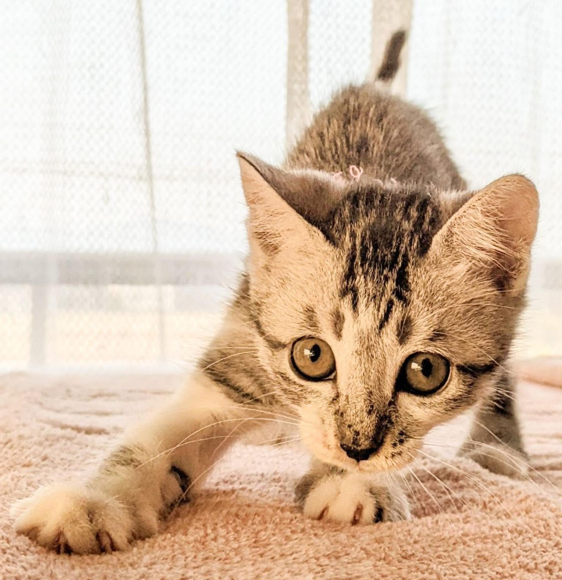 pet-image-4