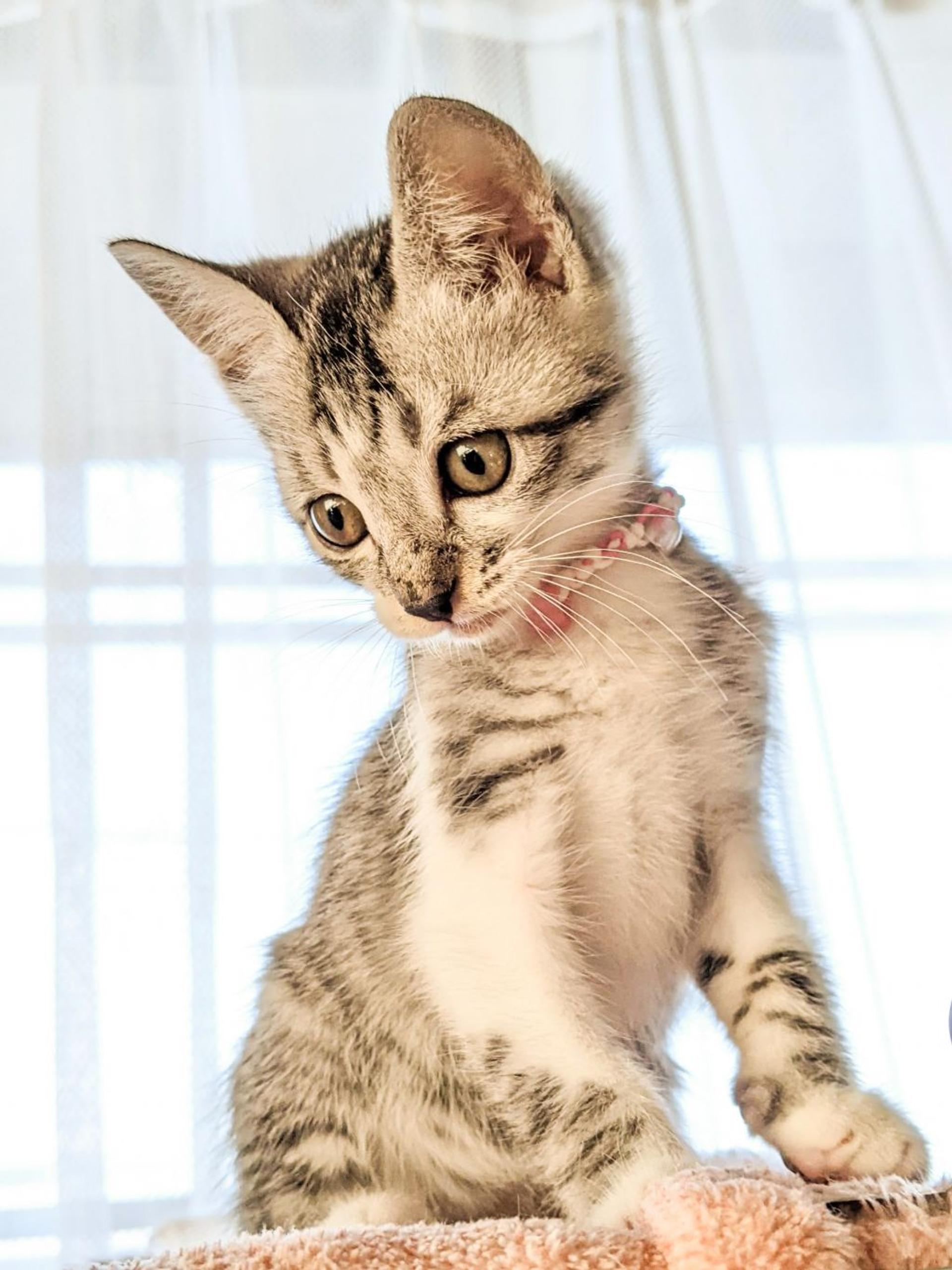 pet-image-5