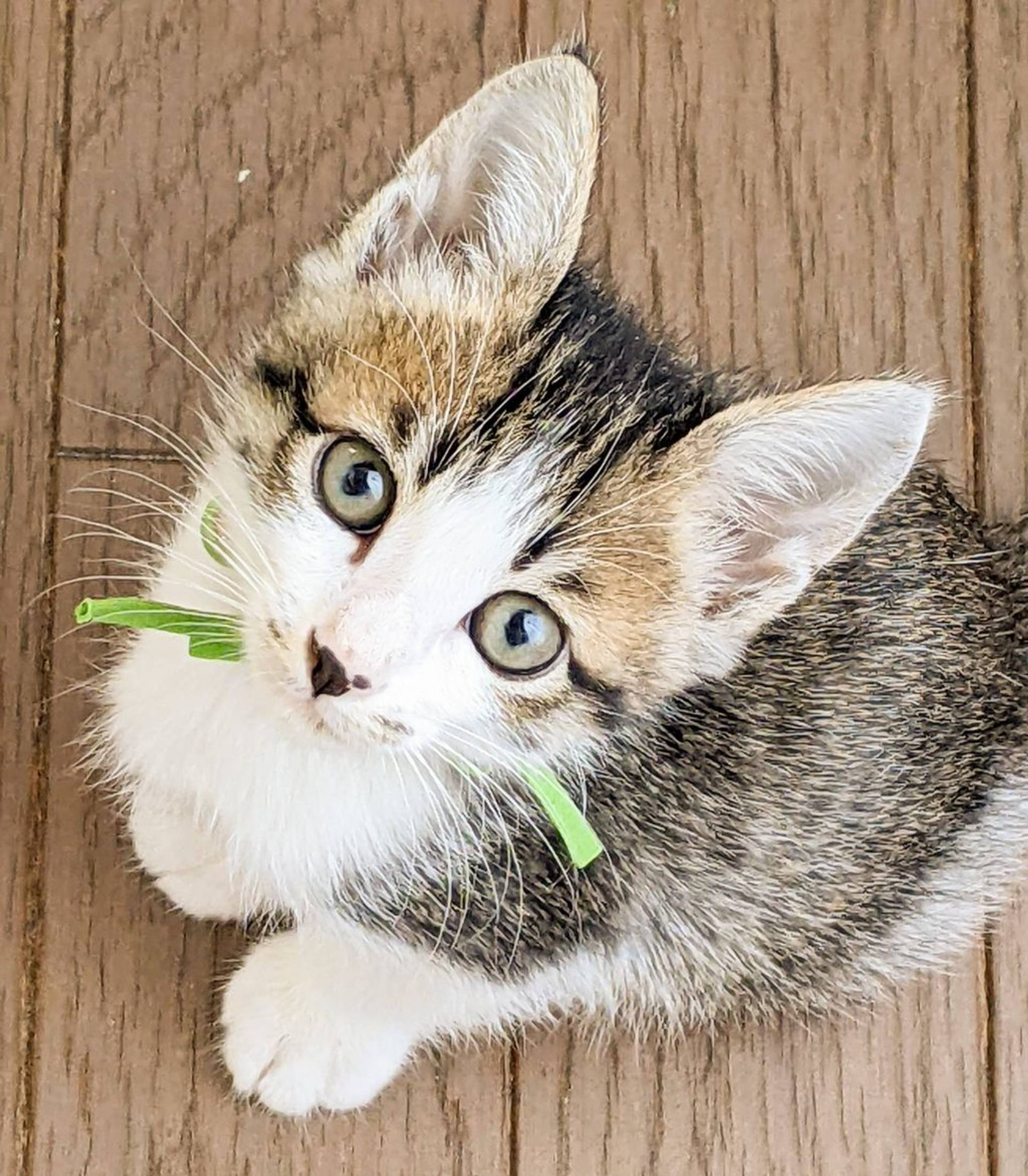 雑種（ミックス猫）・オスの里親募集の写真