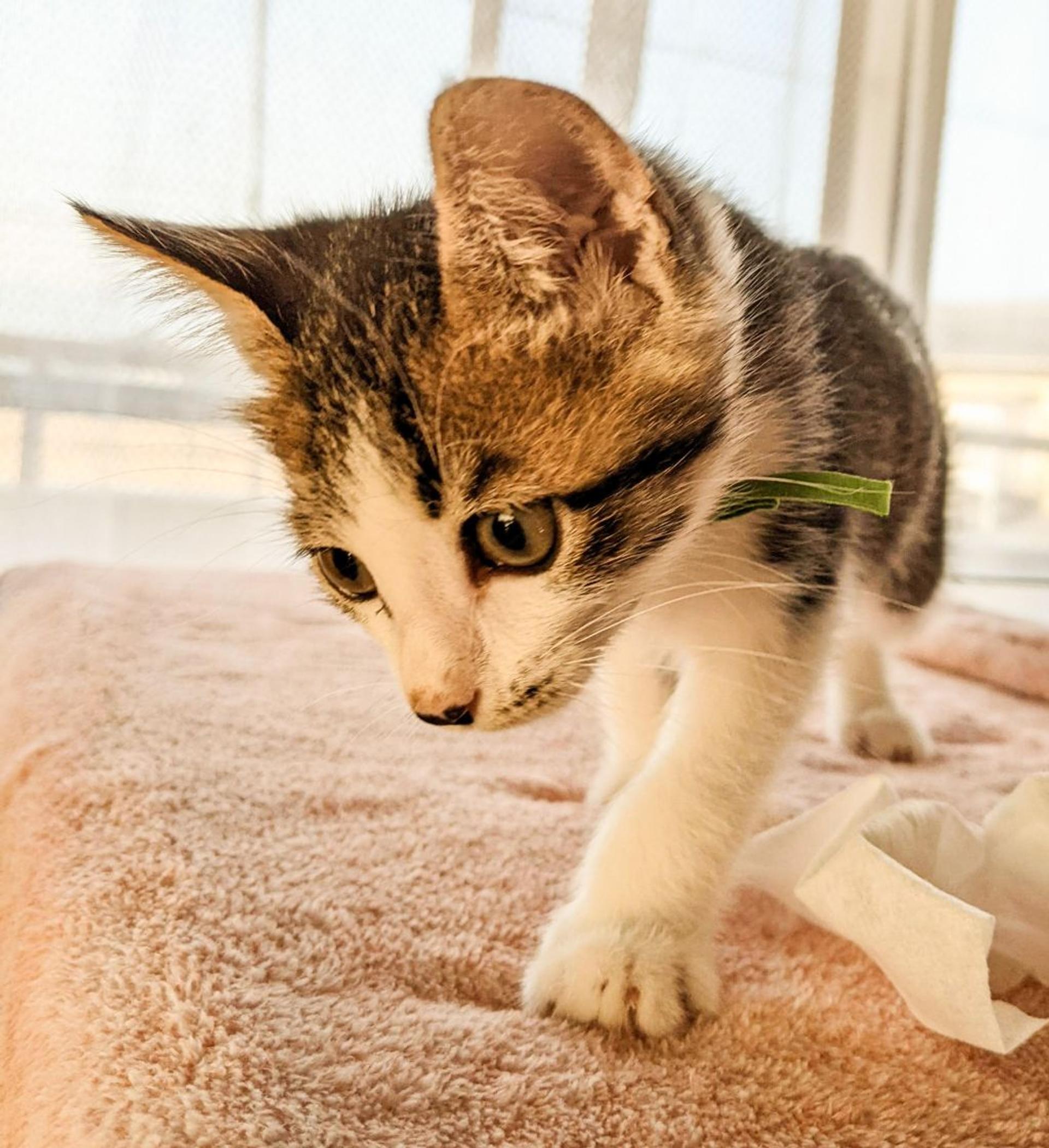 pet-image-3
