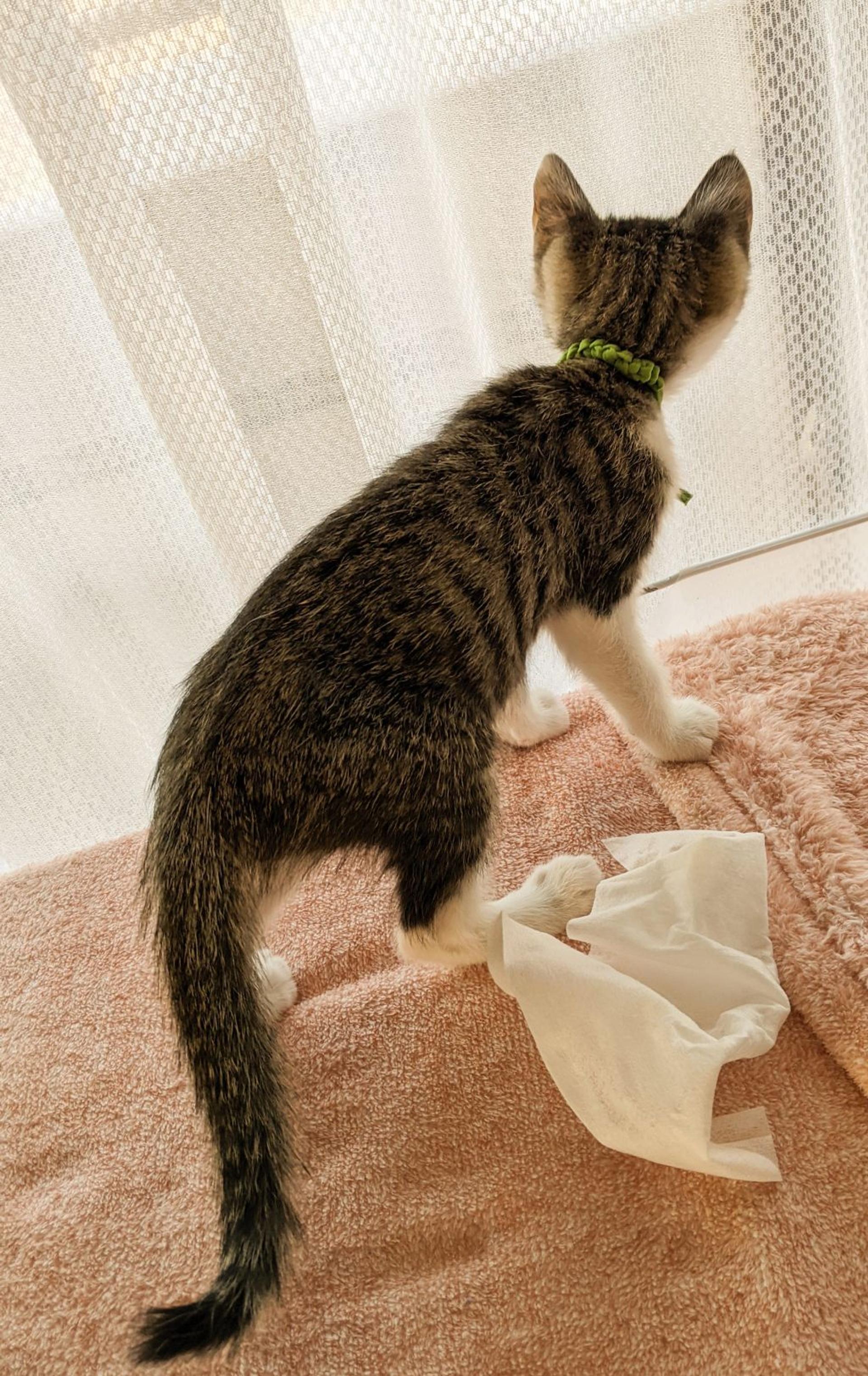 pet-image-5