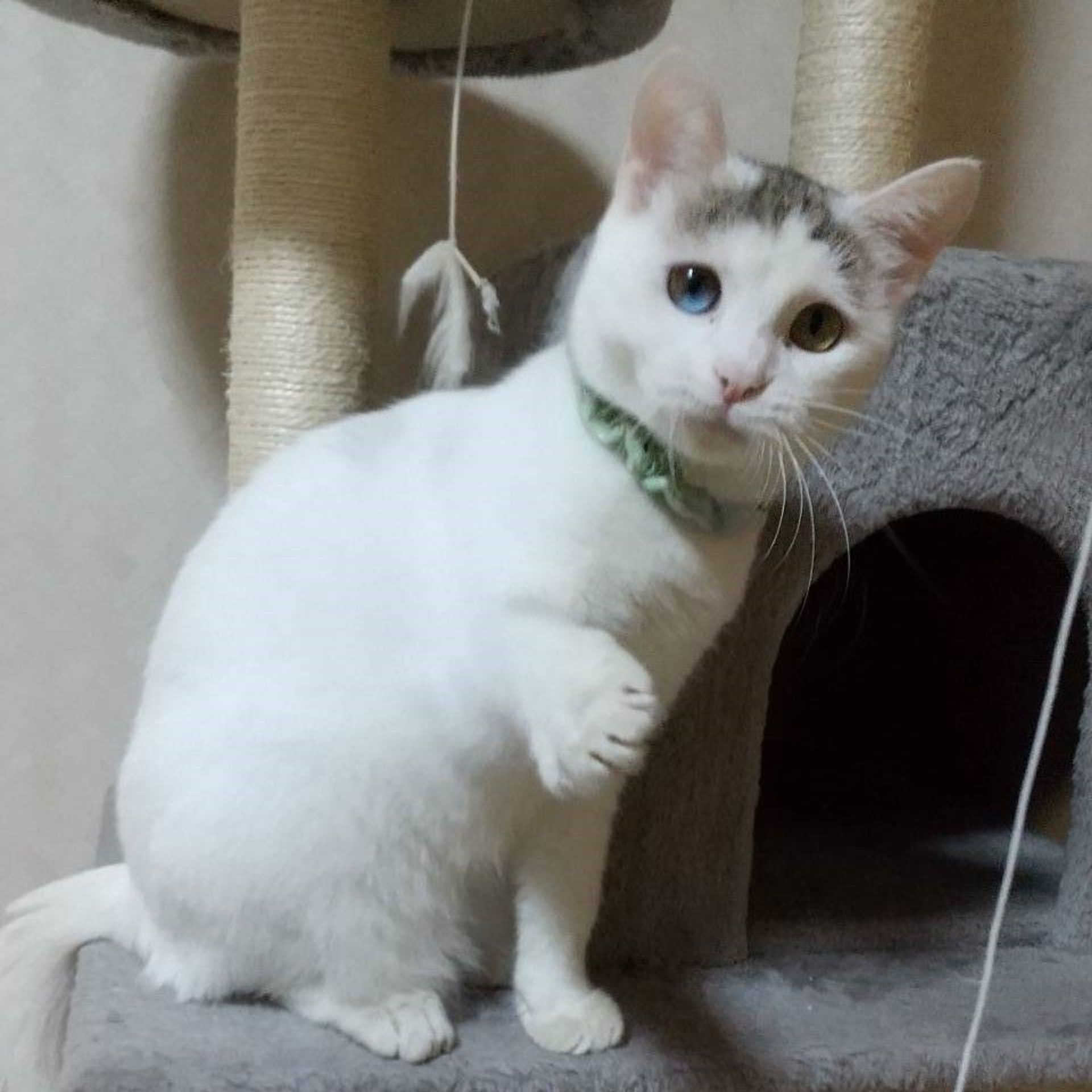 雑種（ミックス猫）・メスの里親募集の写真