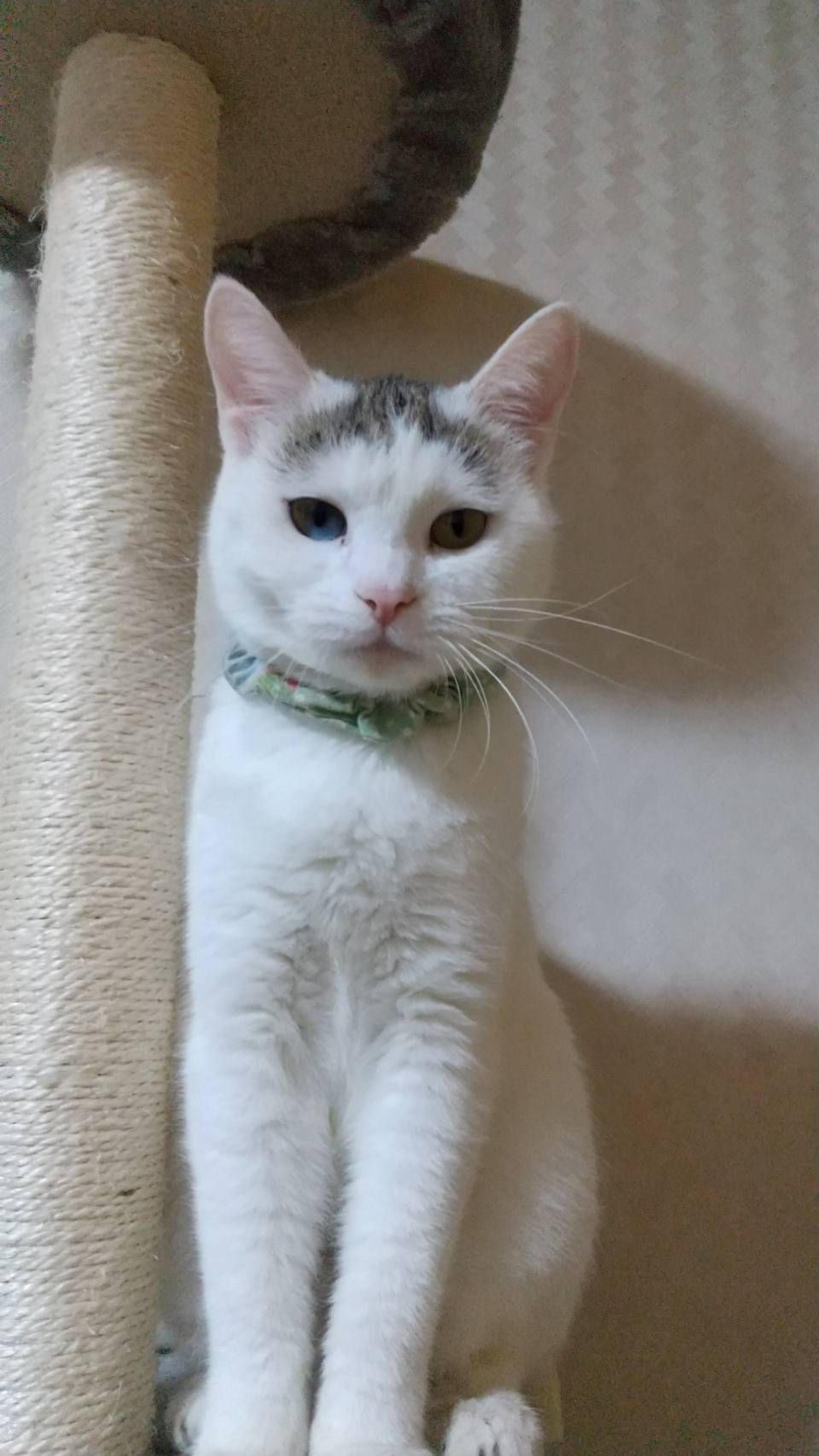 pet-image-2