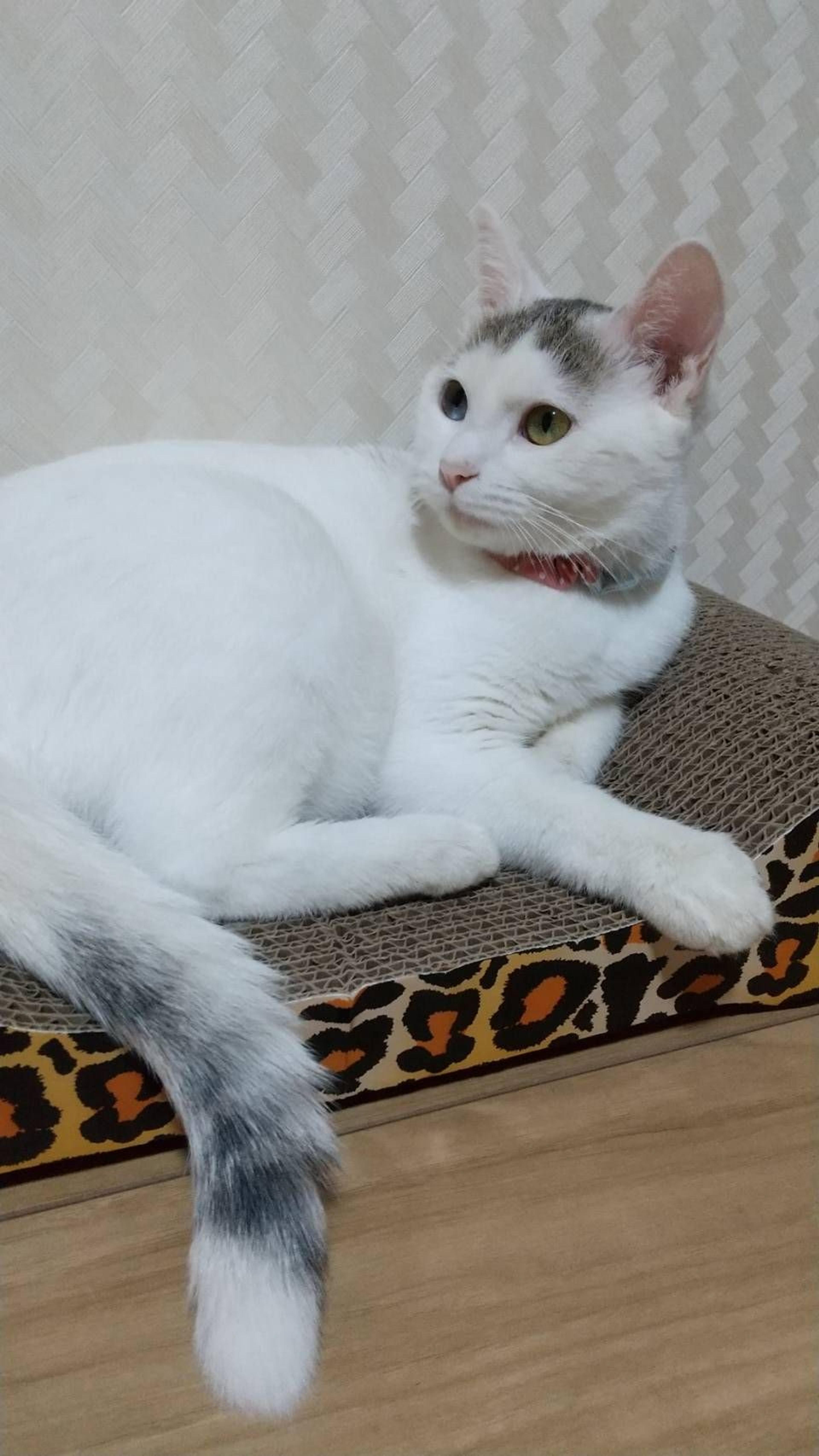 pet-image-3