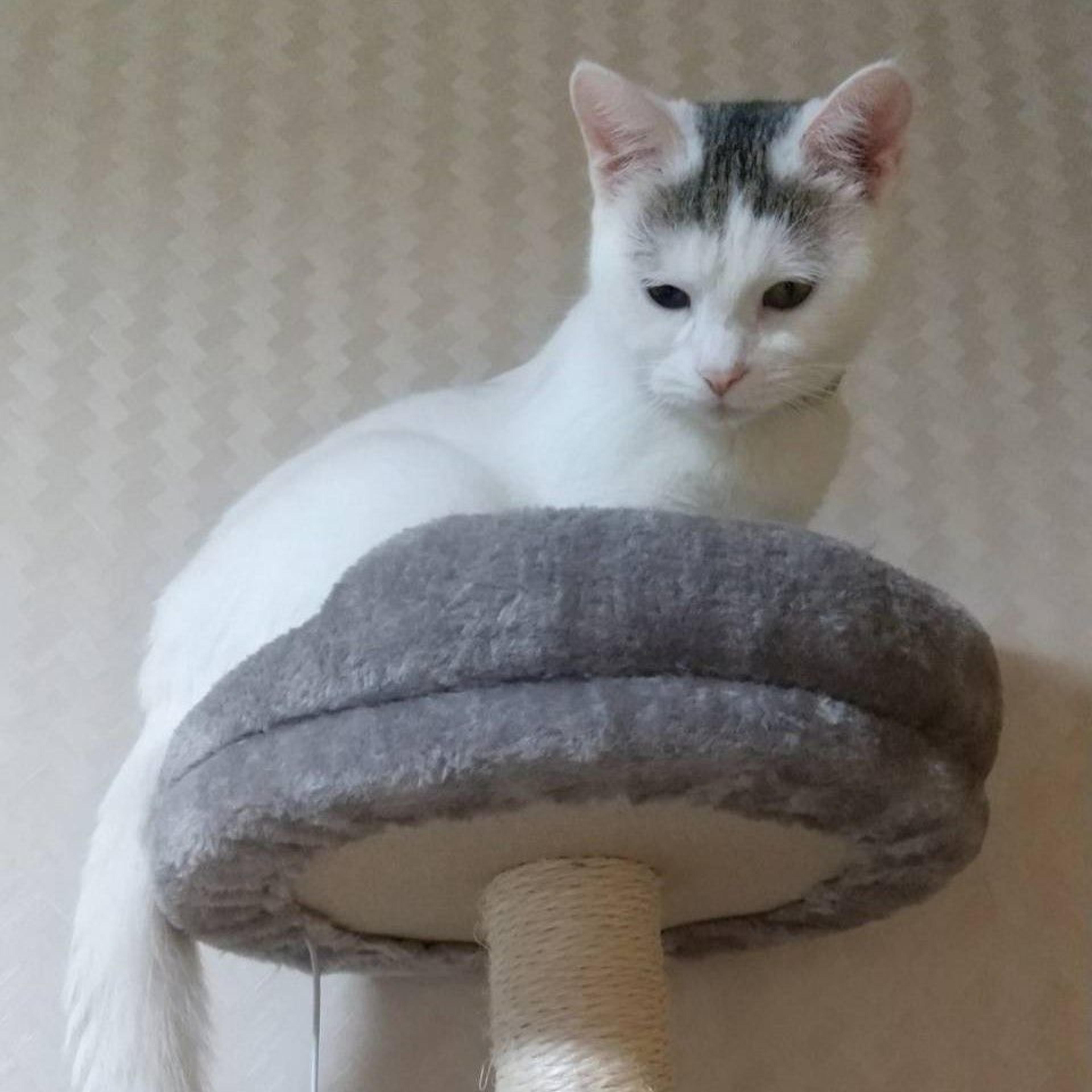 pet-image-4