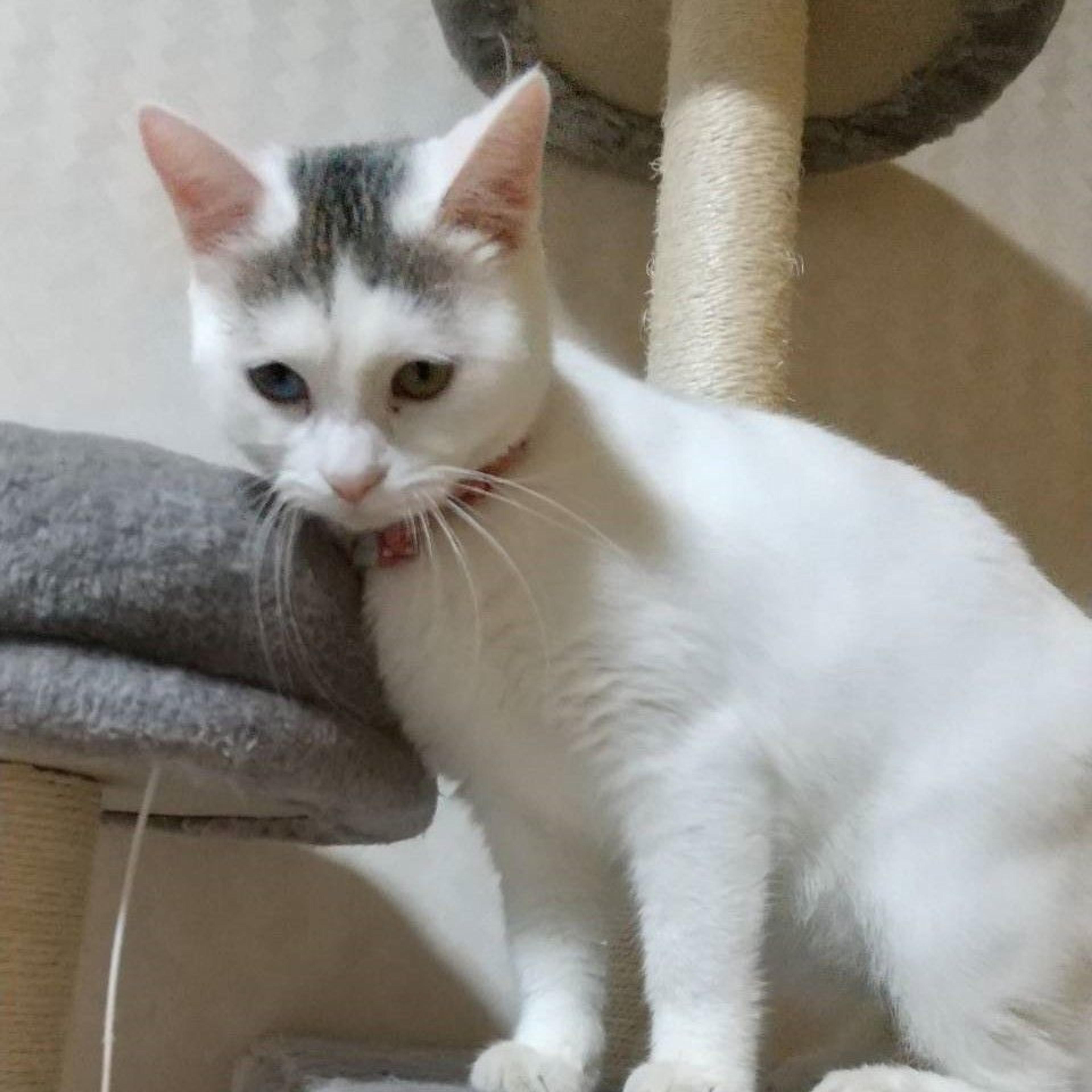 pet-image-6