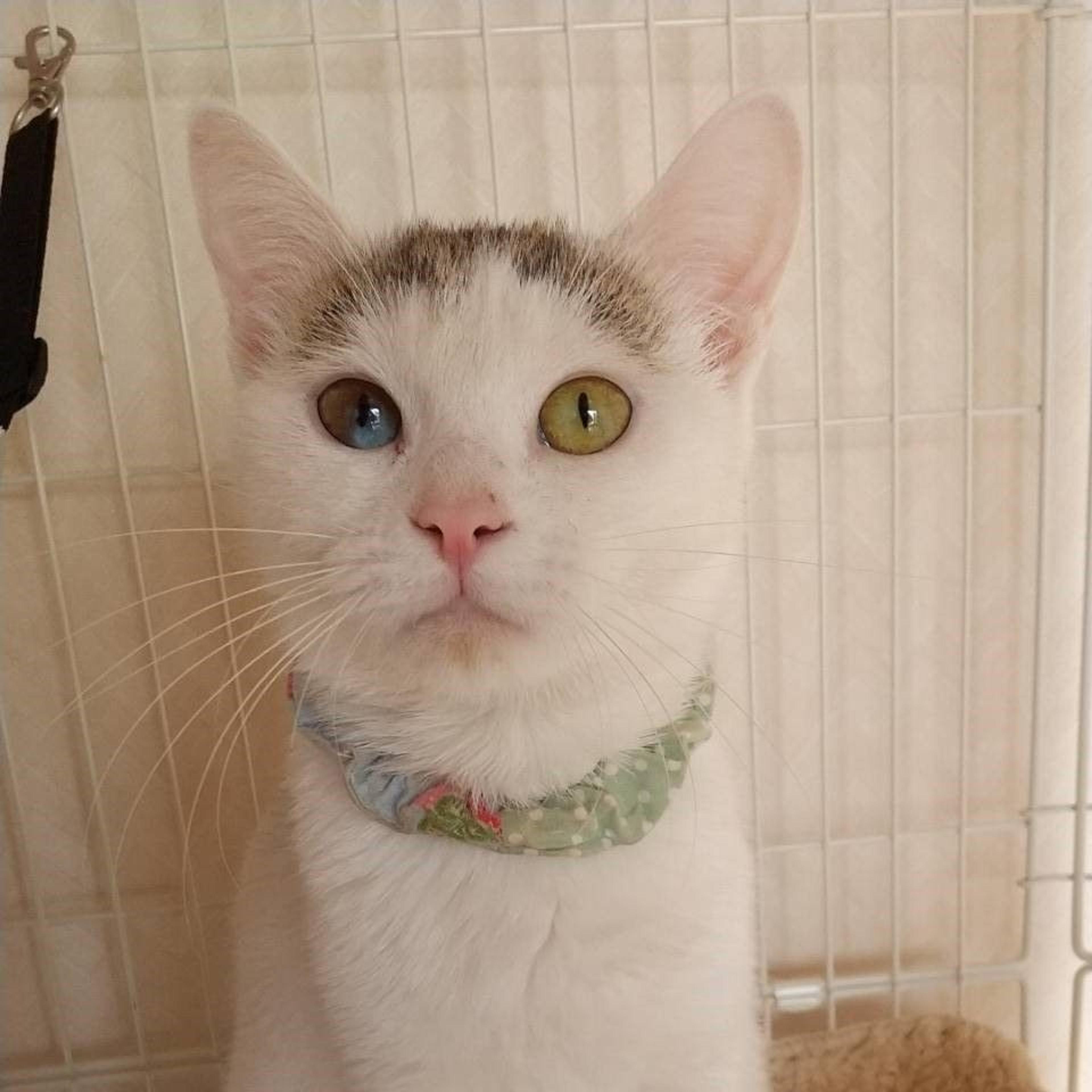 pet-image-7