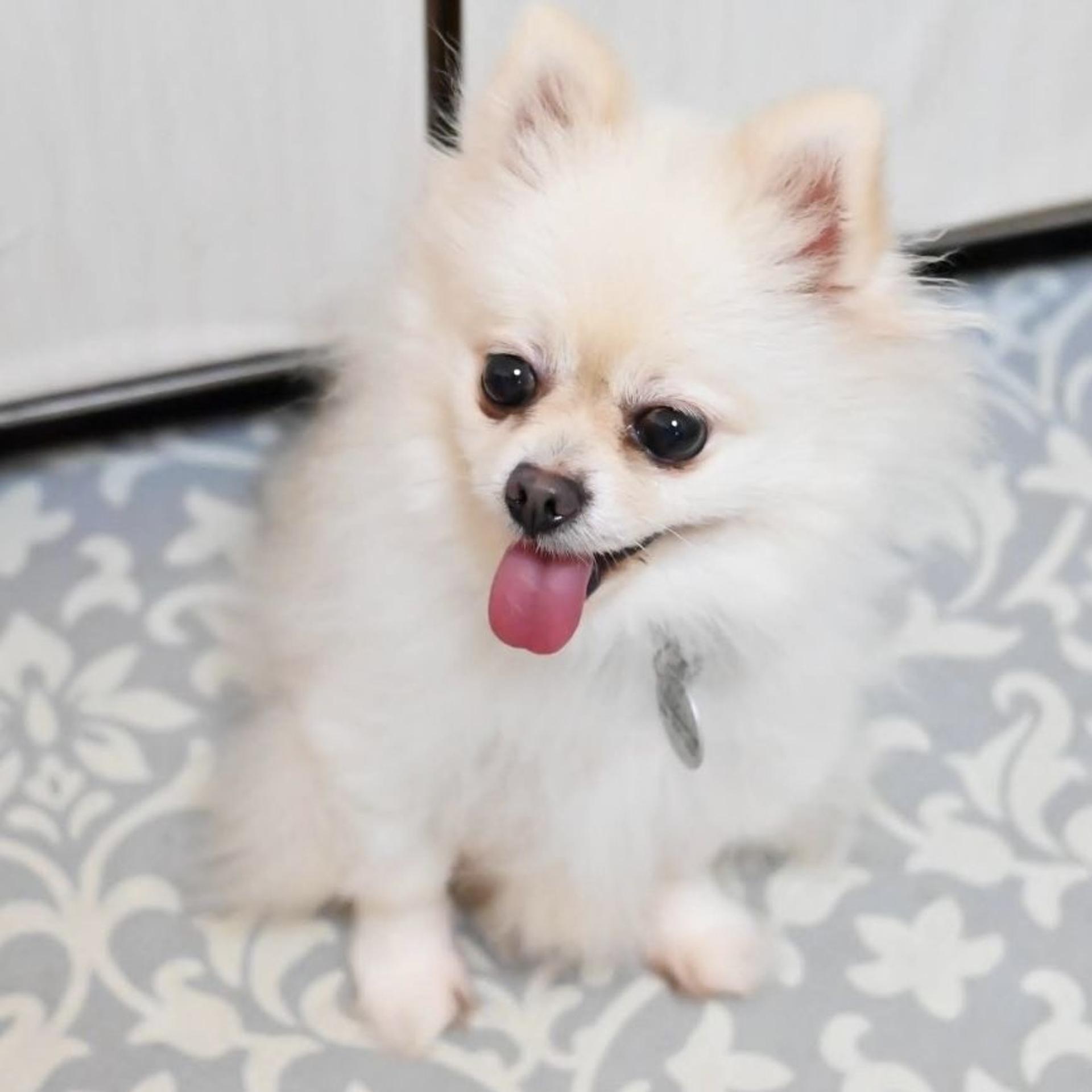 pet-image-3