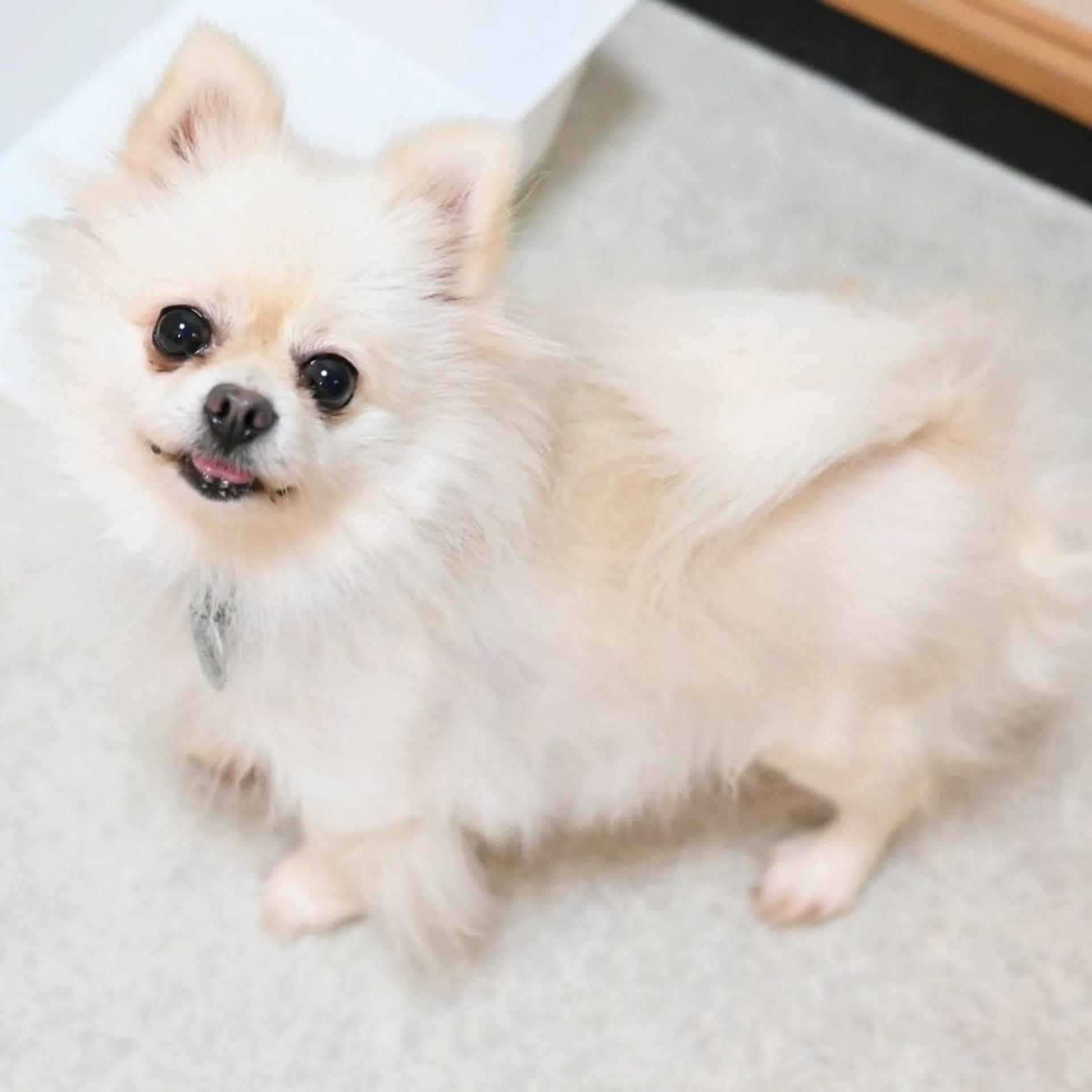 pet-image-4