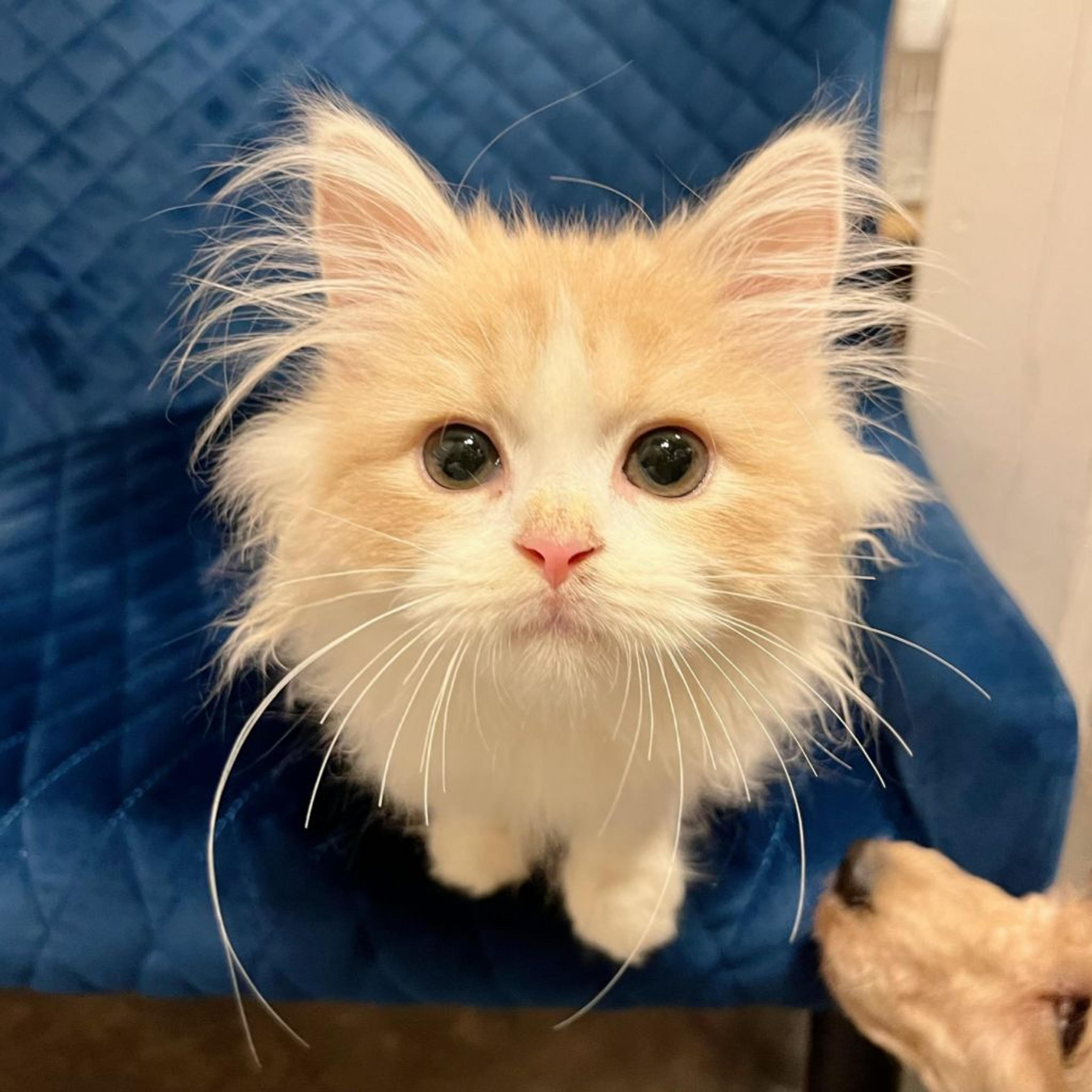 pet-image-2