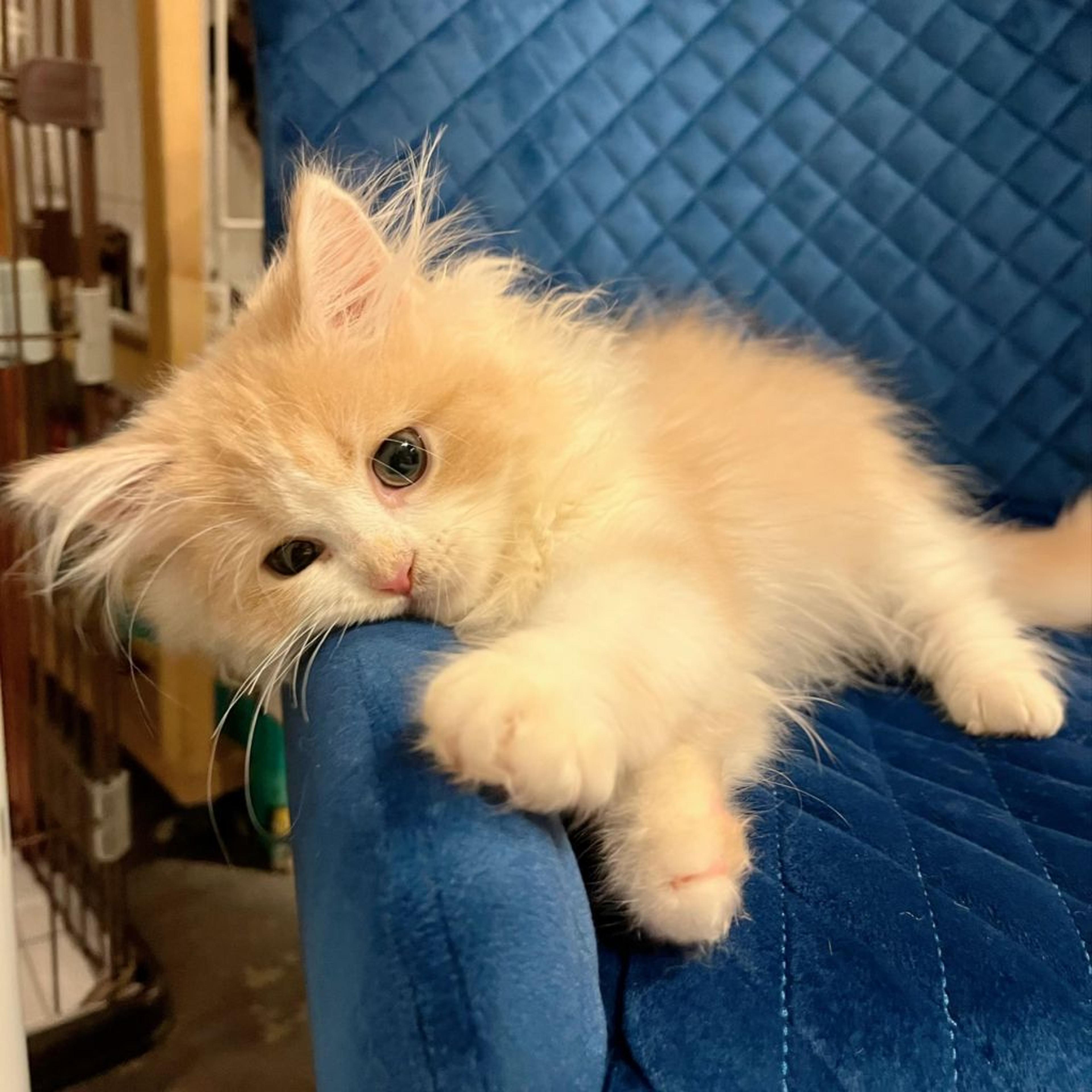 pet-image-3