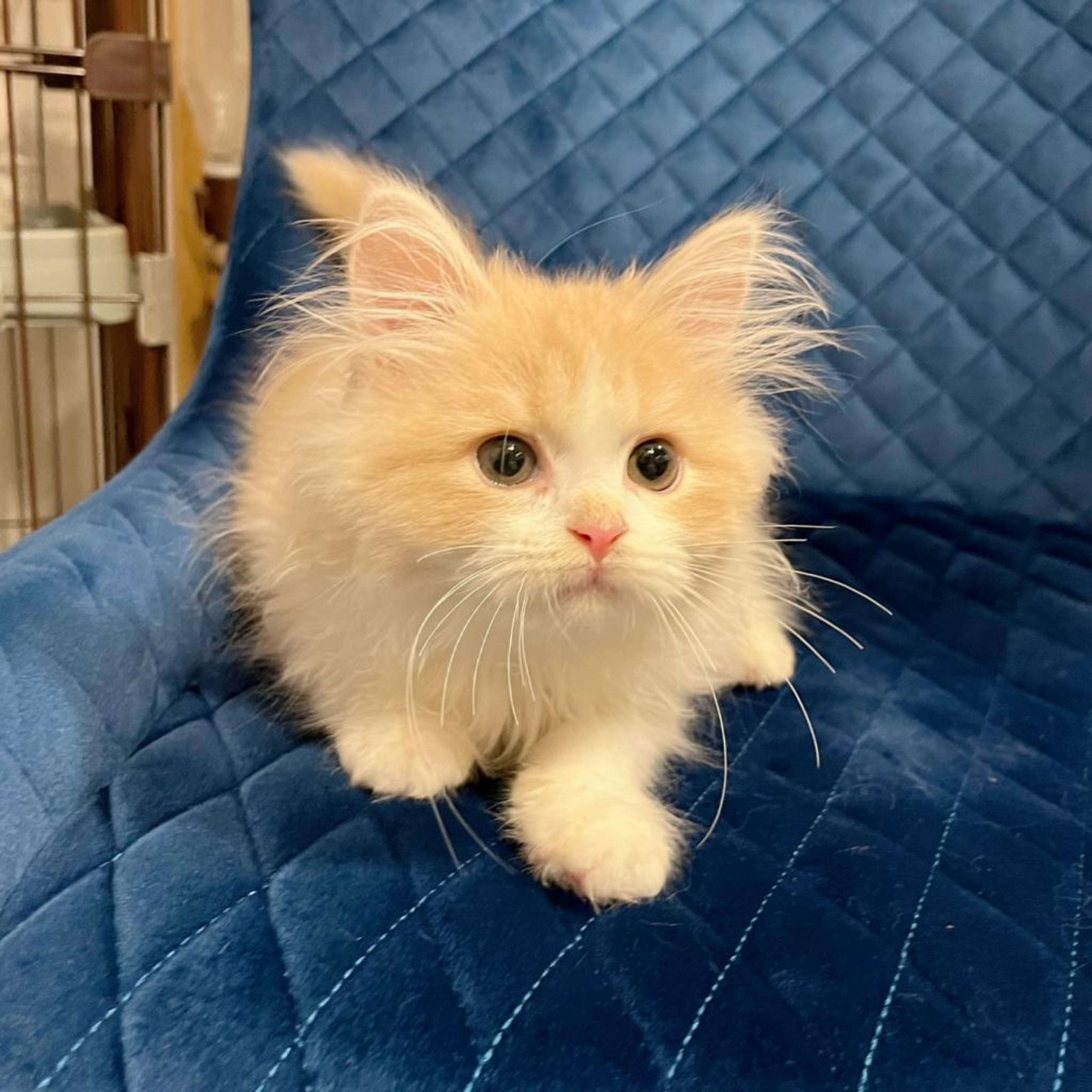 pet-image-4