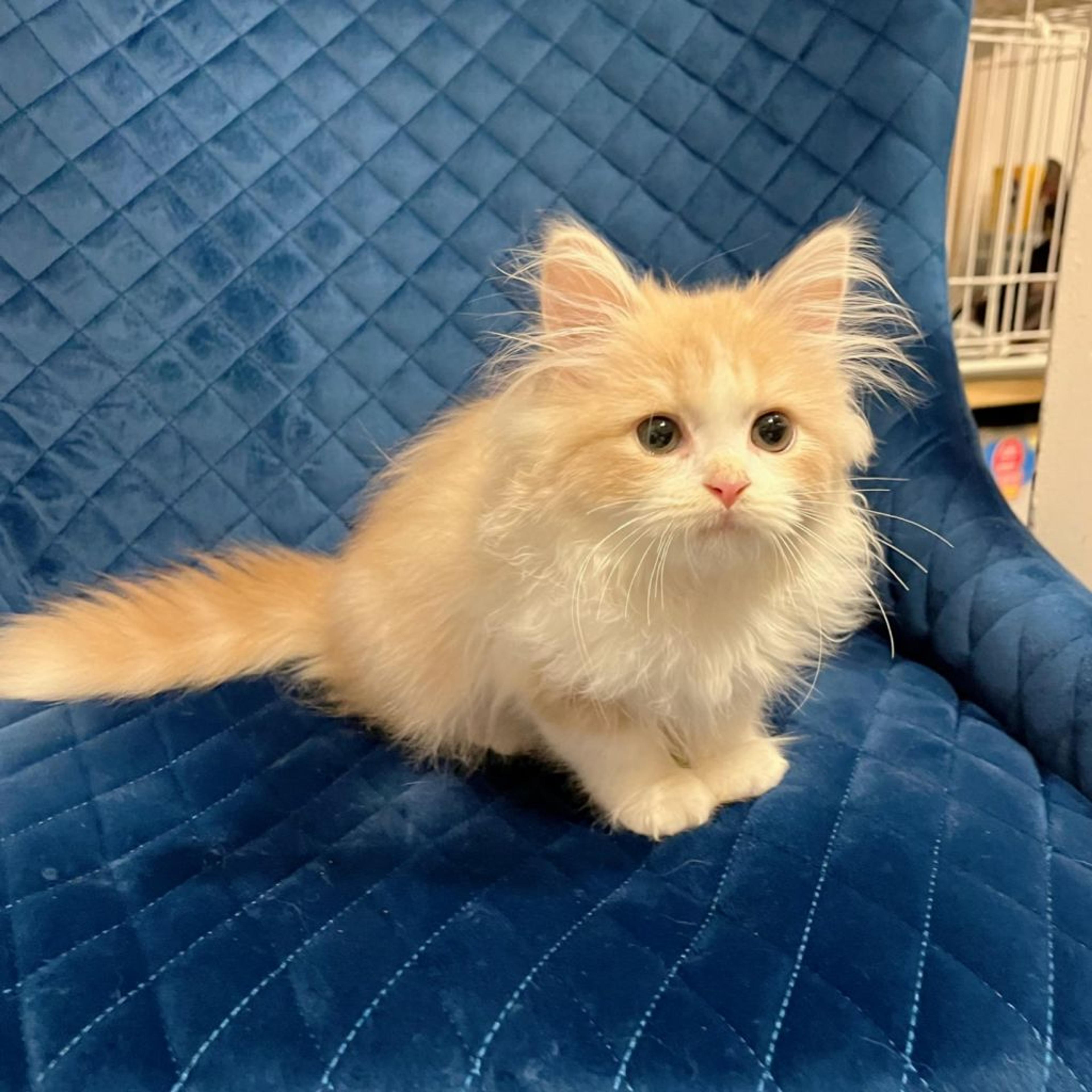 pet-image-5