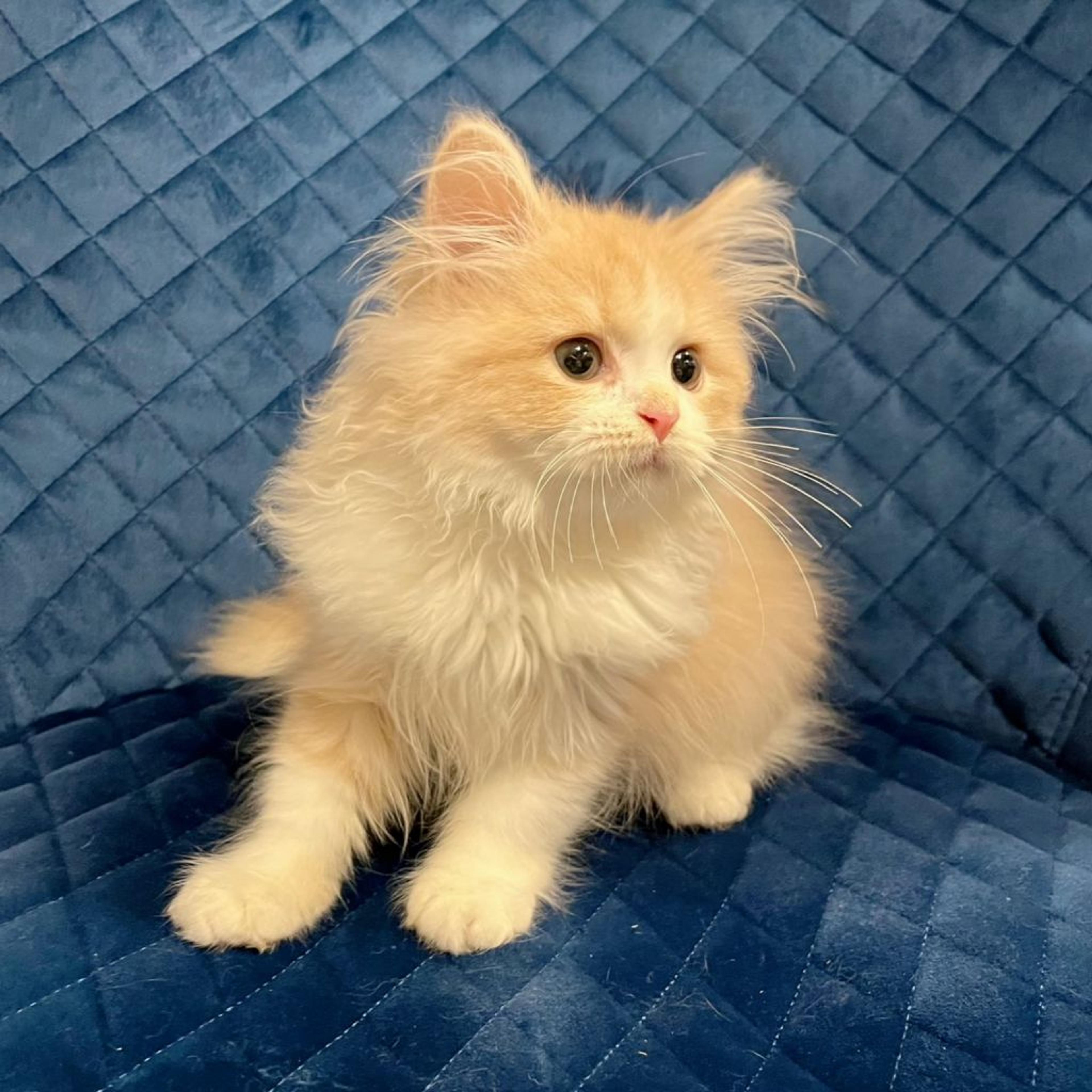 pet-image-8