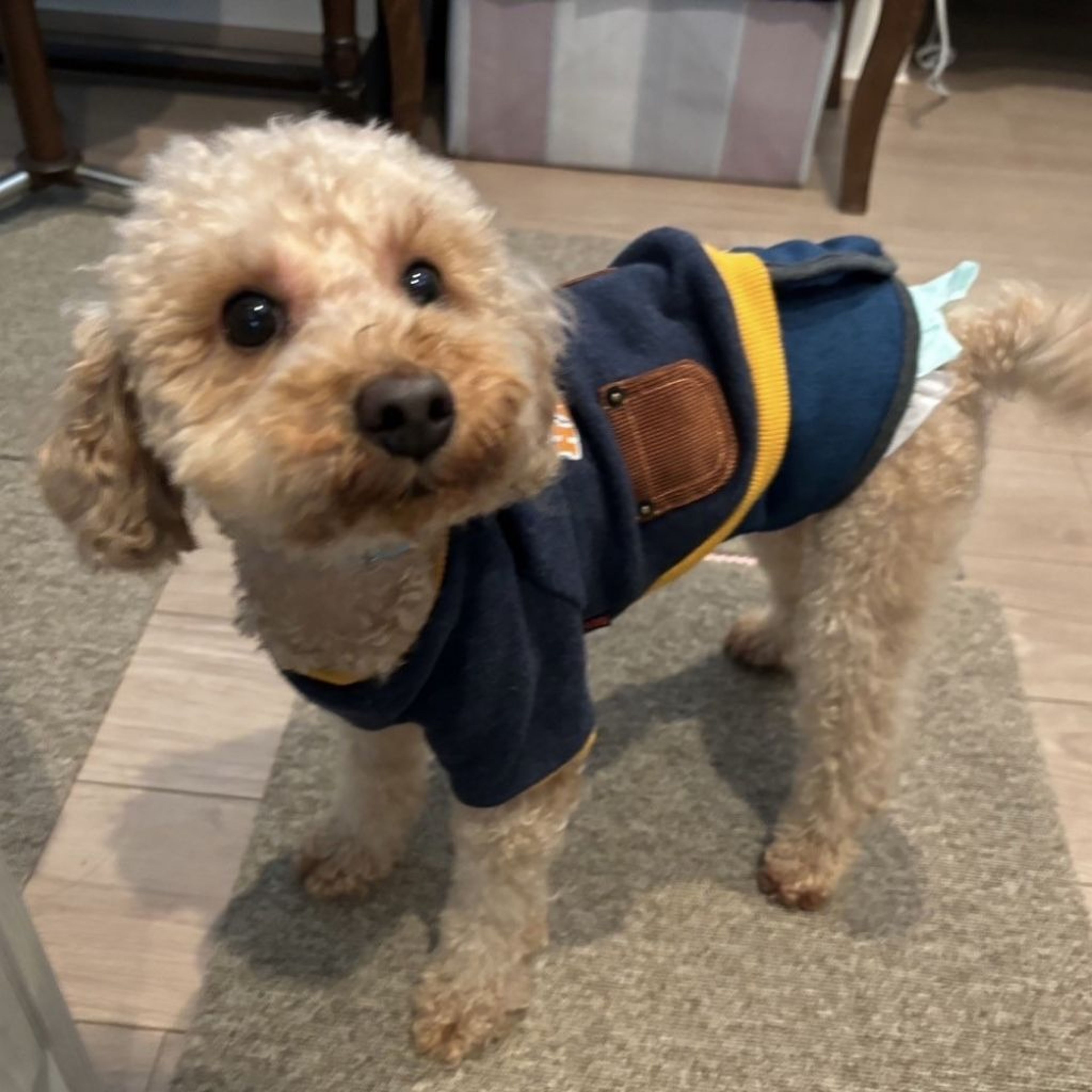 pet-image-3
