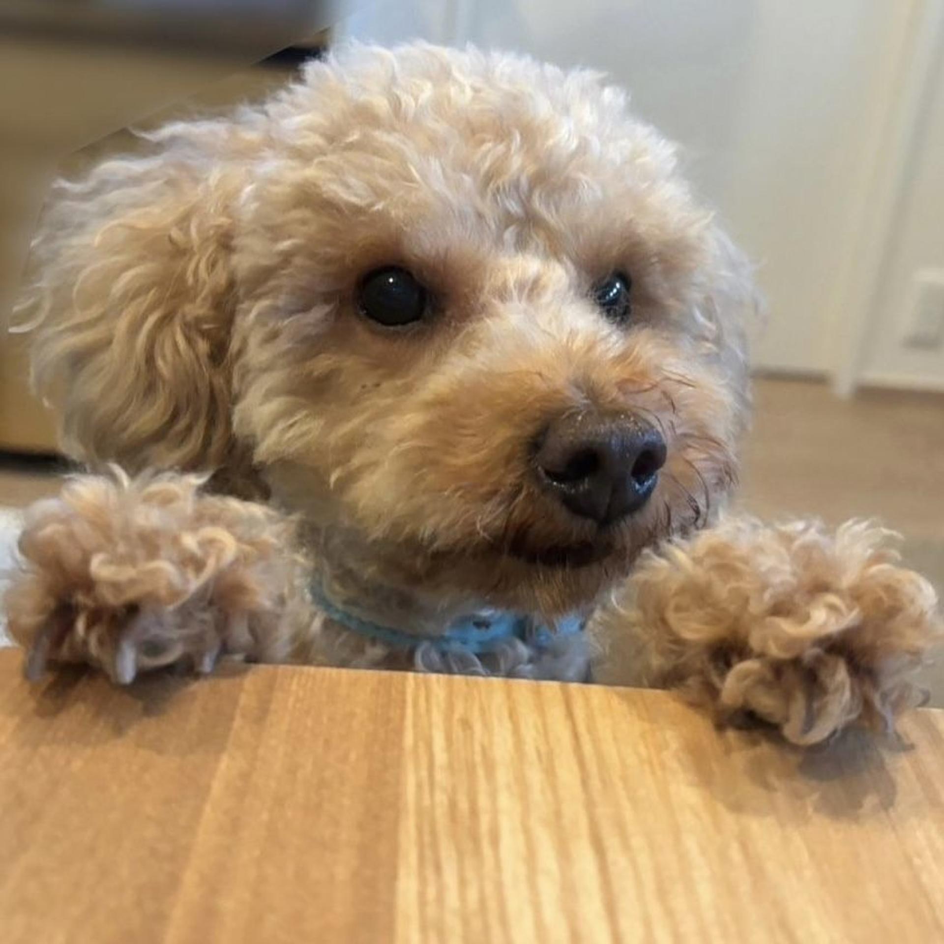 pet-image-9