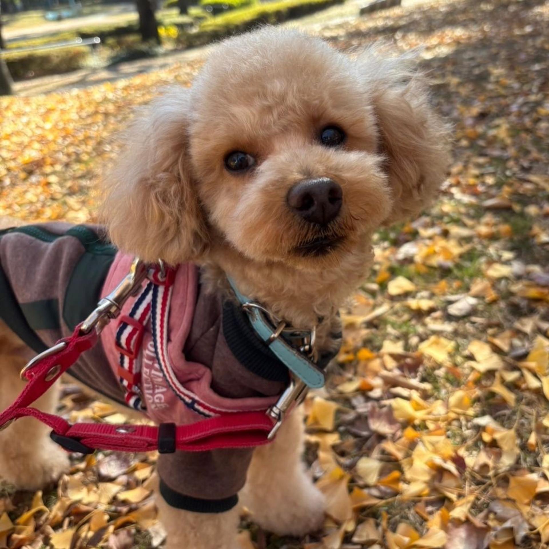 pet-image-2