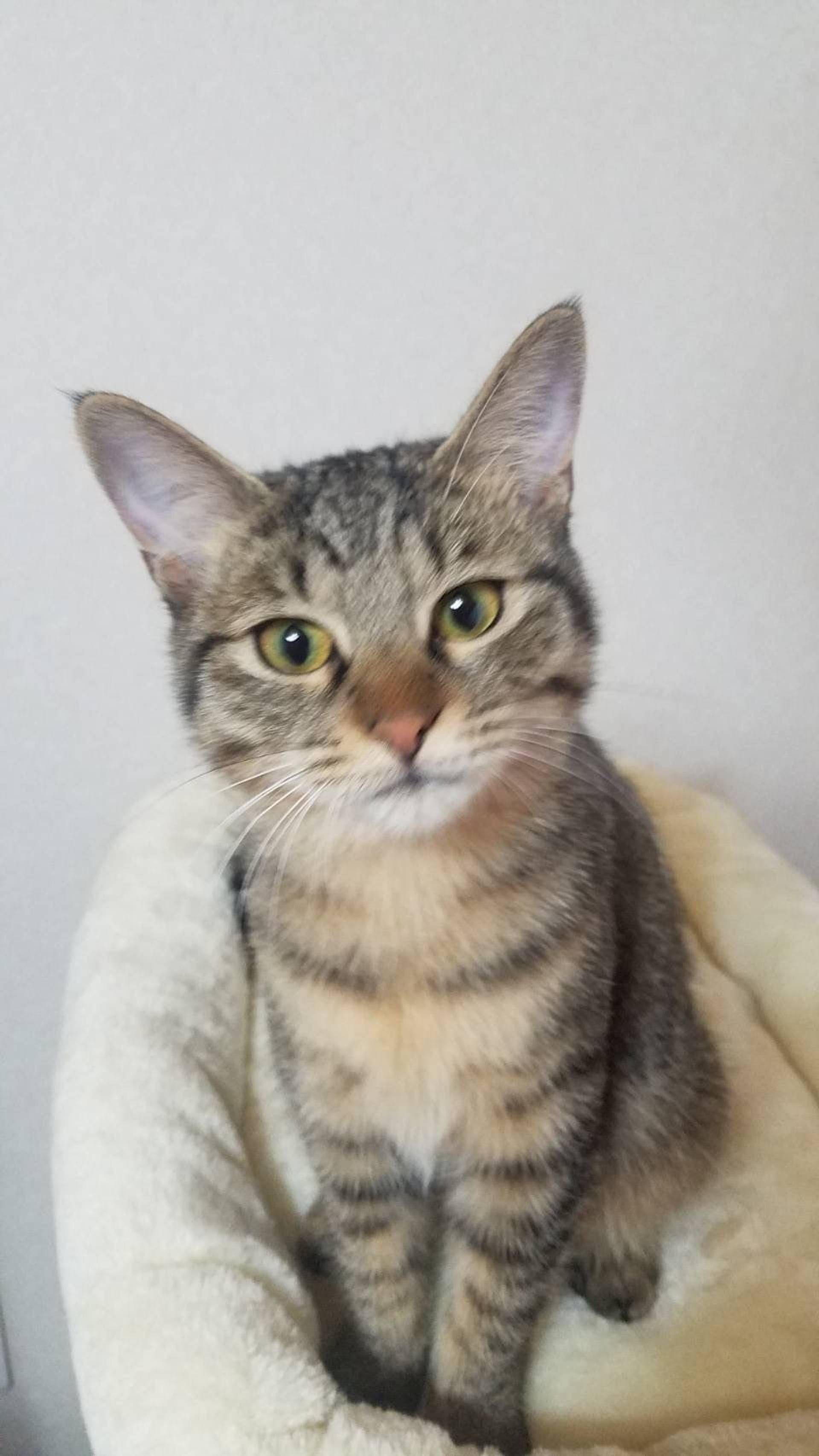 雑種（ミックス猫）・メスの里親募集の写真