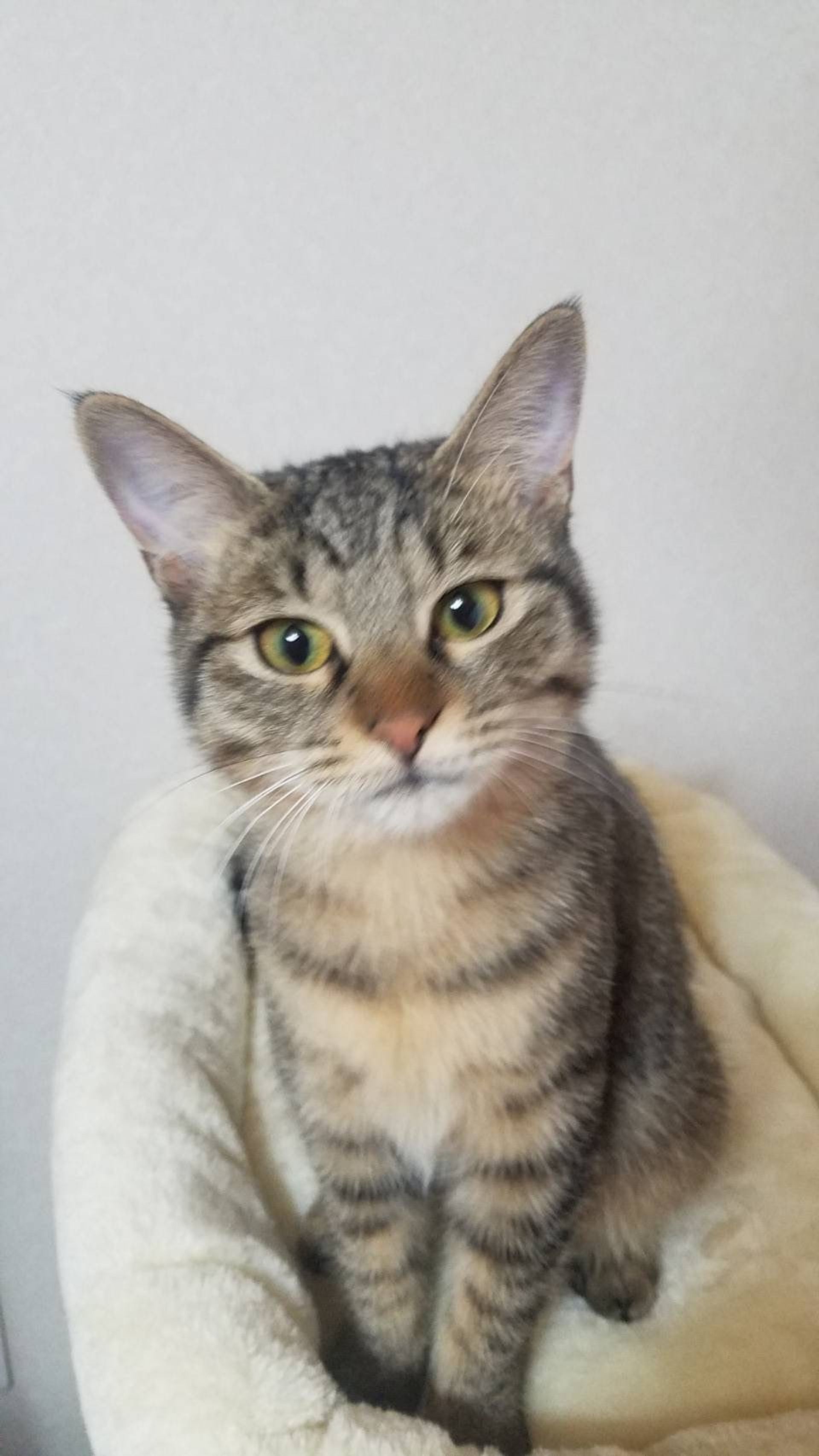 雑種（ミックス猫）・メスの里親募集の写真