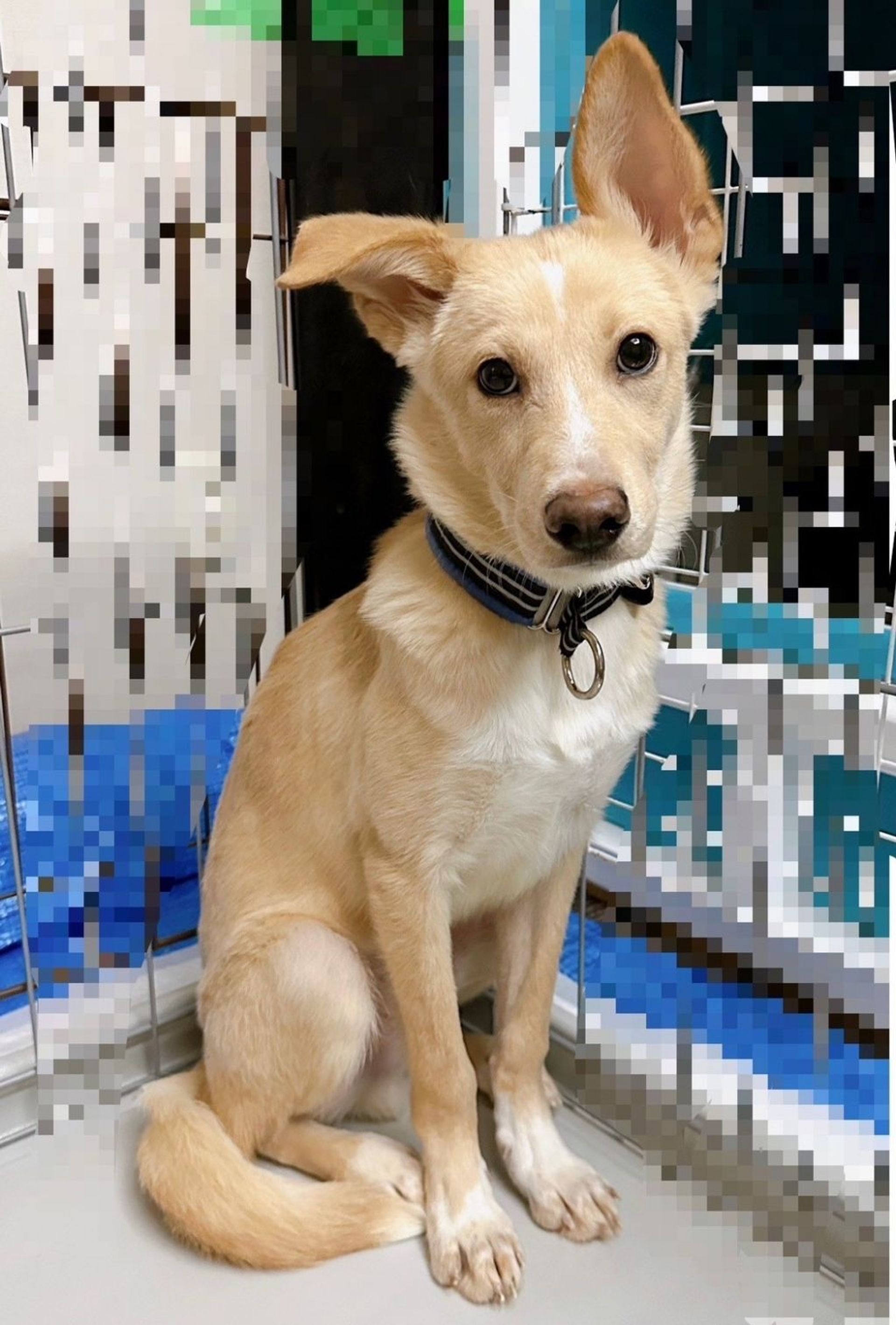雑種（ミックス犬）・オスの里親募集の写真