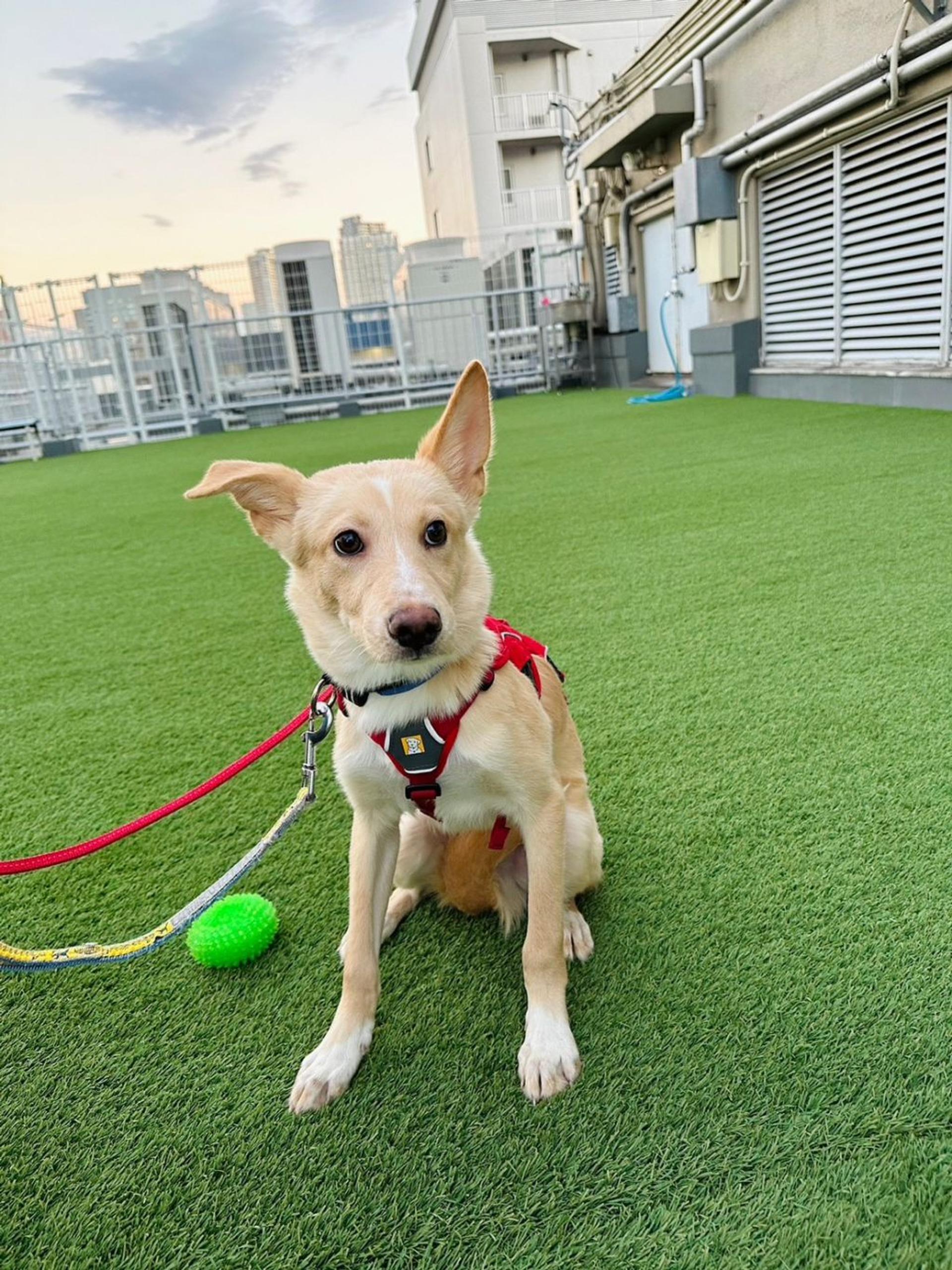 pet-image-2