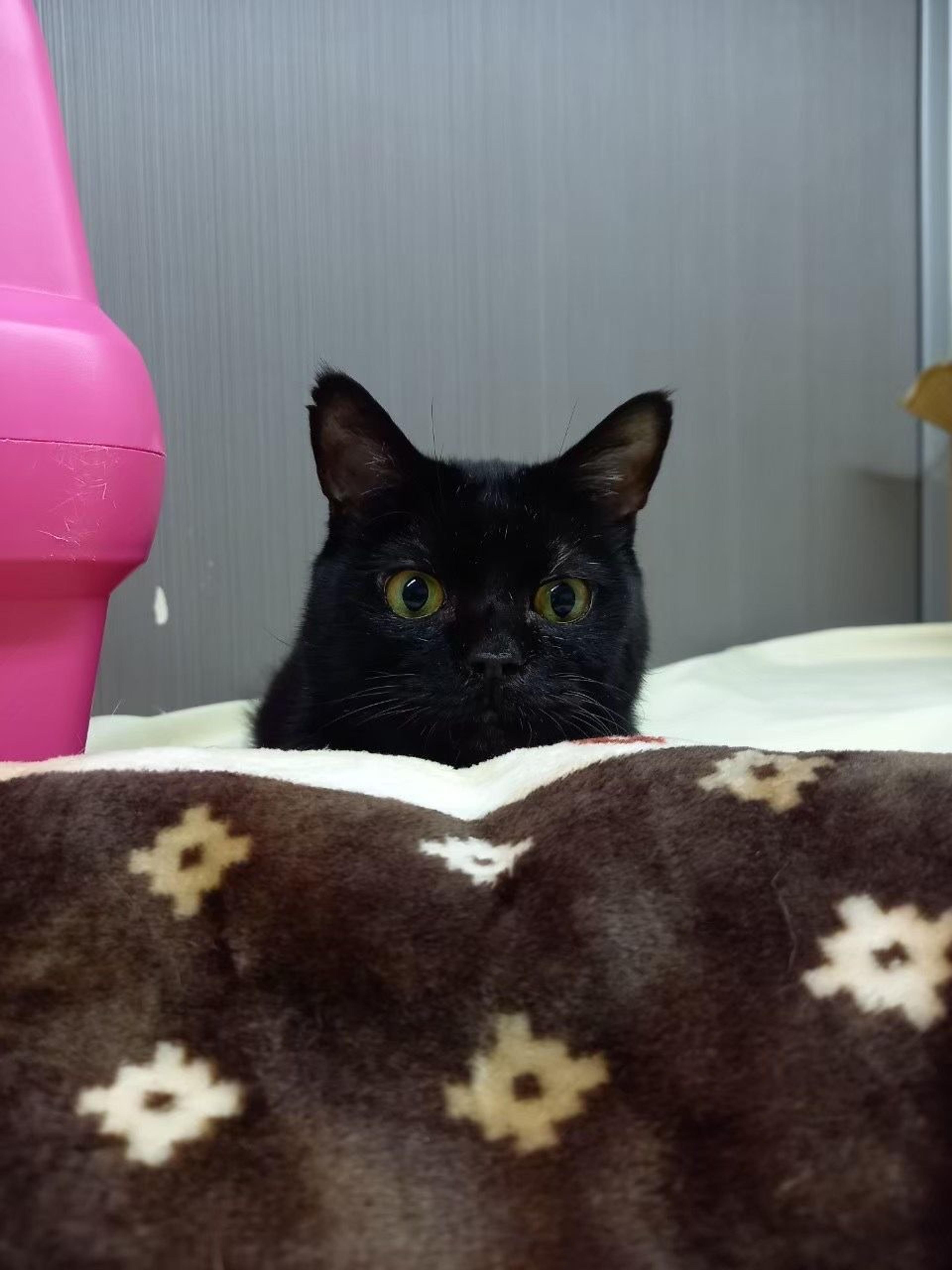 pet-image-2