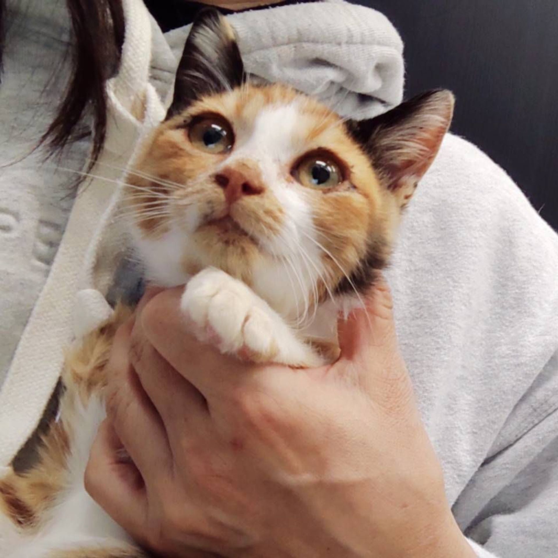 雑種（ミックス猫）・メスの里親募集の写真