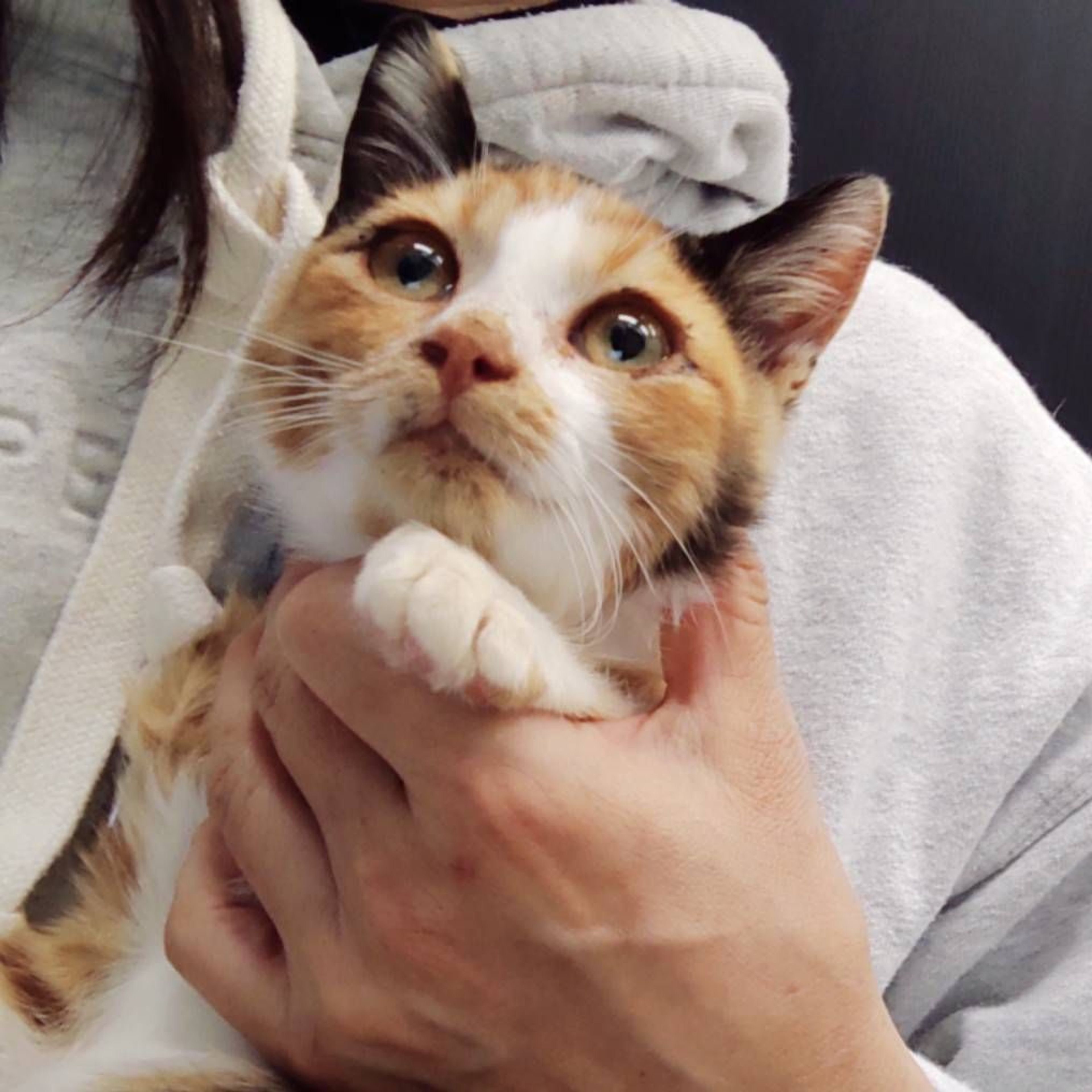 雑種（ミックス猫）・メスの里親募集の写真