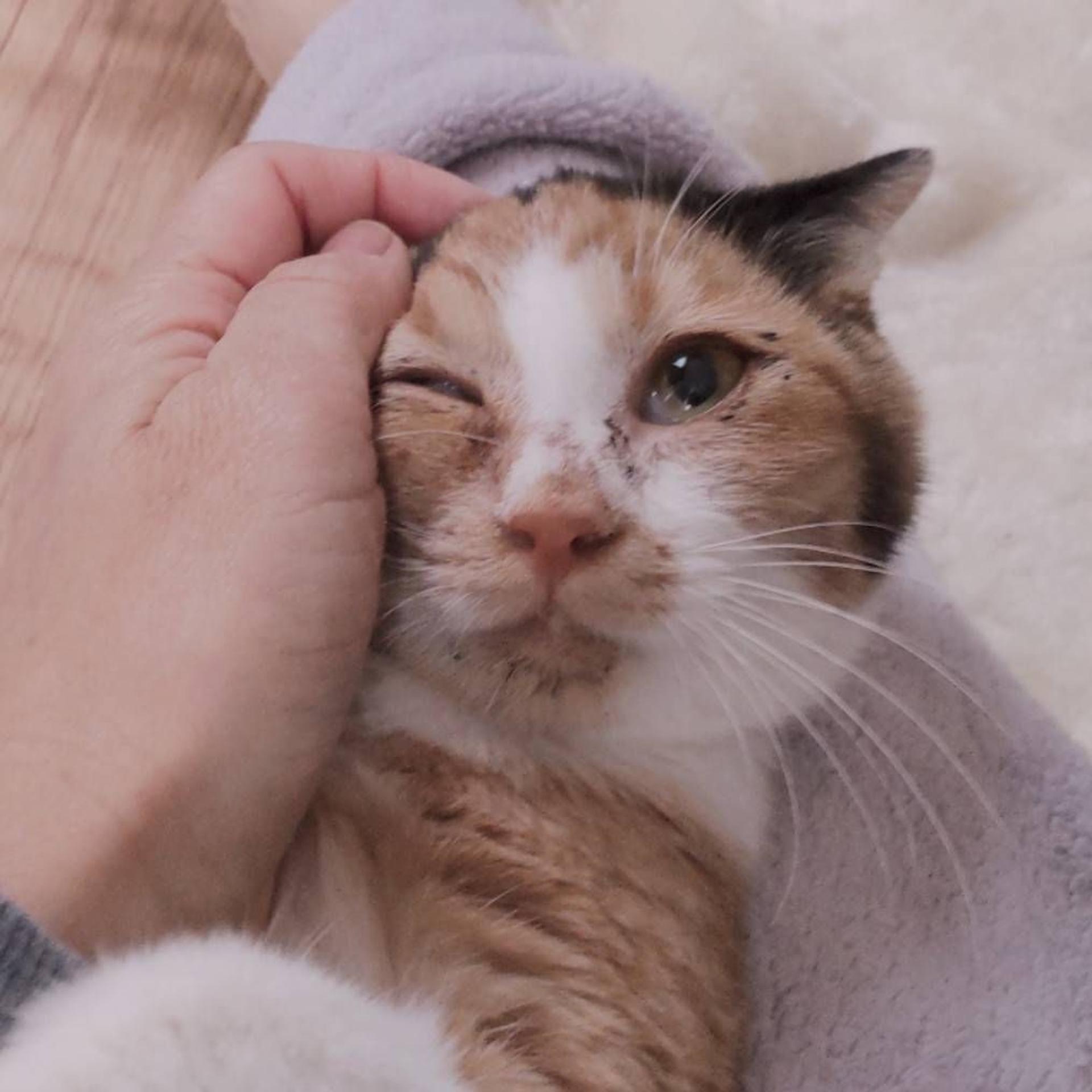 pet-image-2