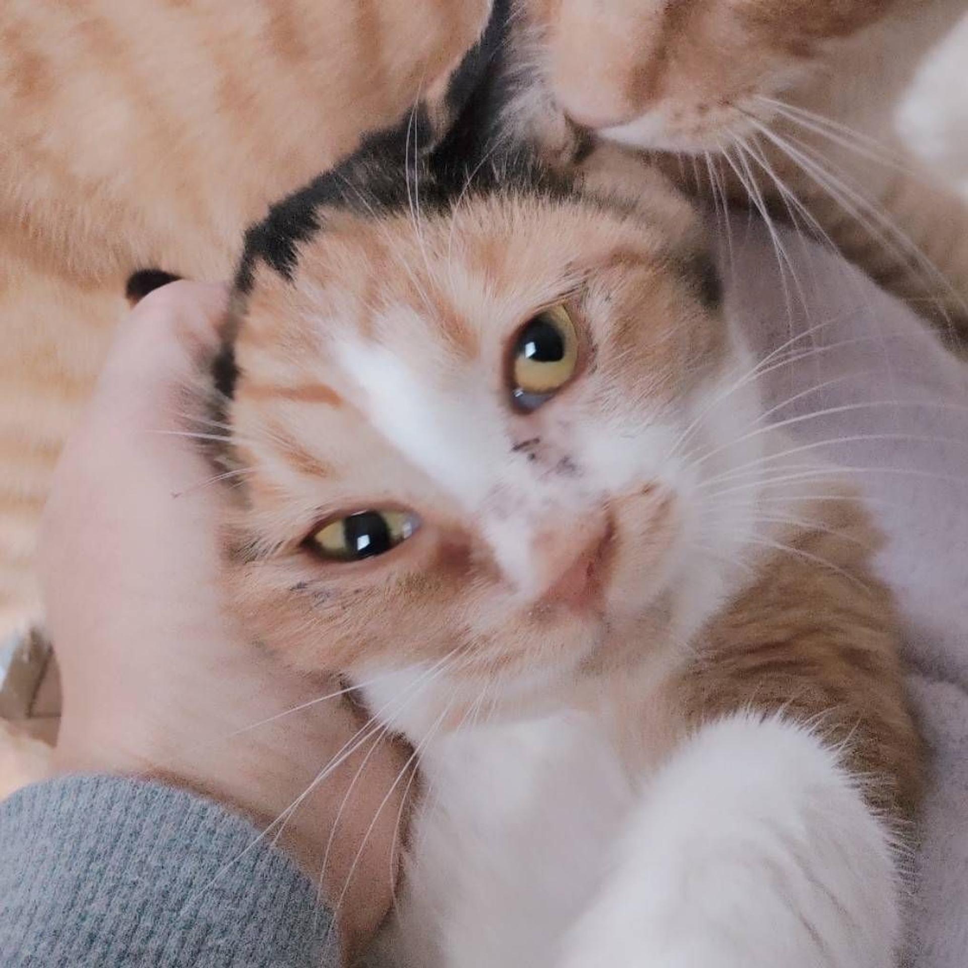 pet-image-3