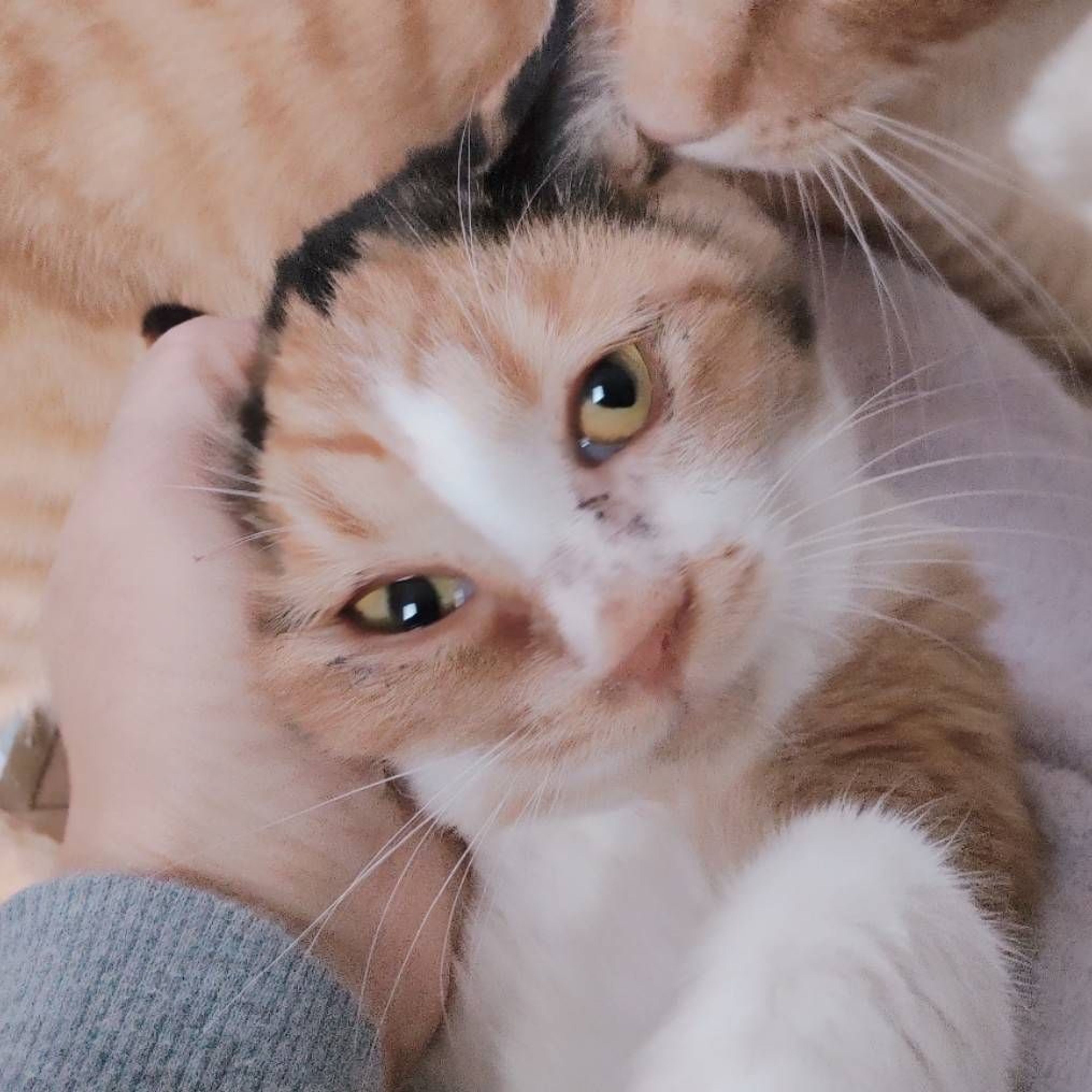 pet-image-3