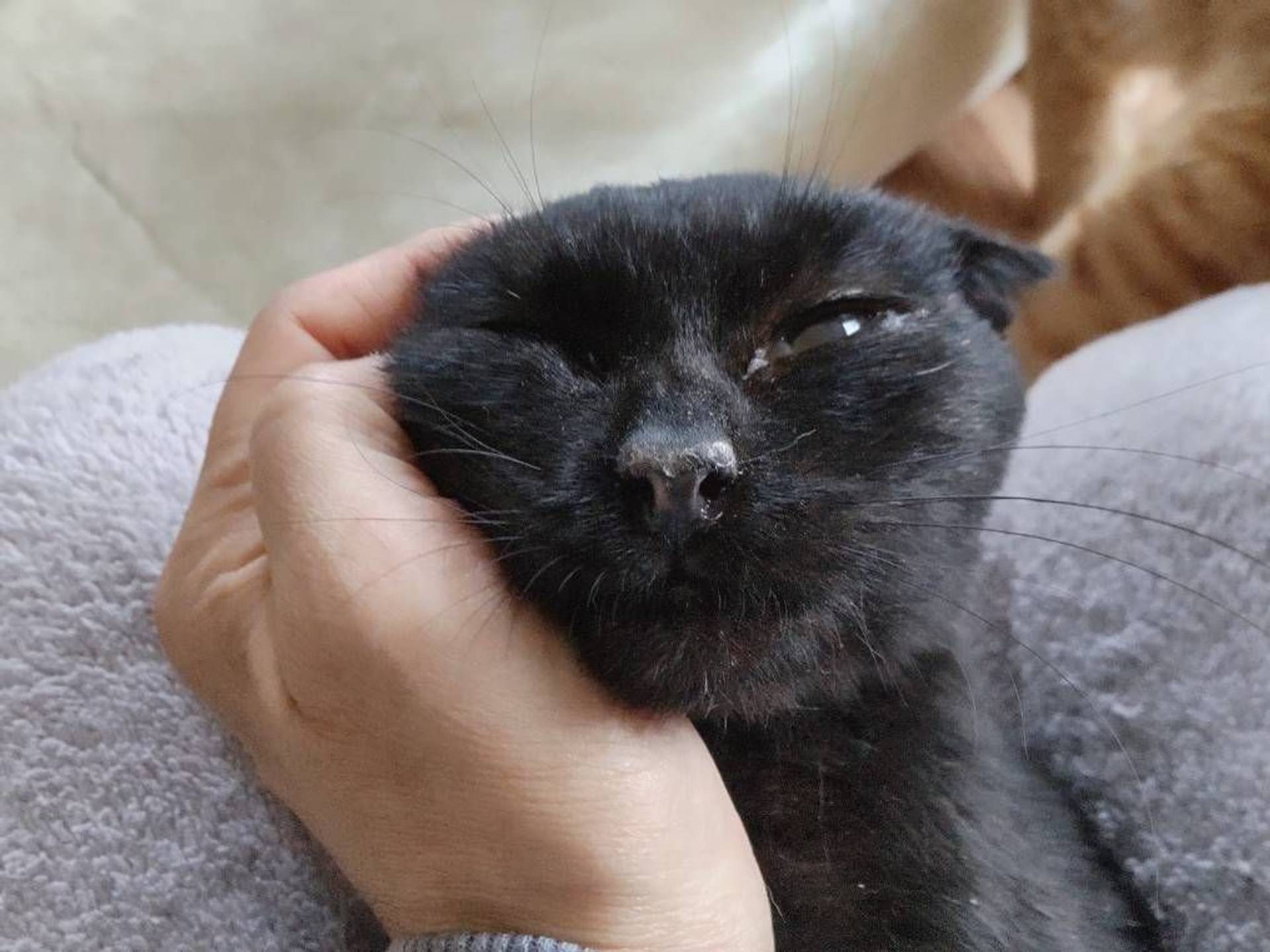 雑種（ミックス猫）・メスの里親募集の写真