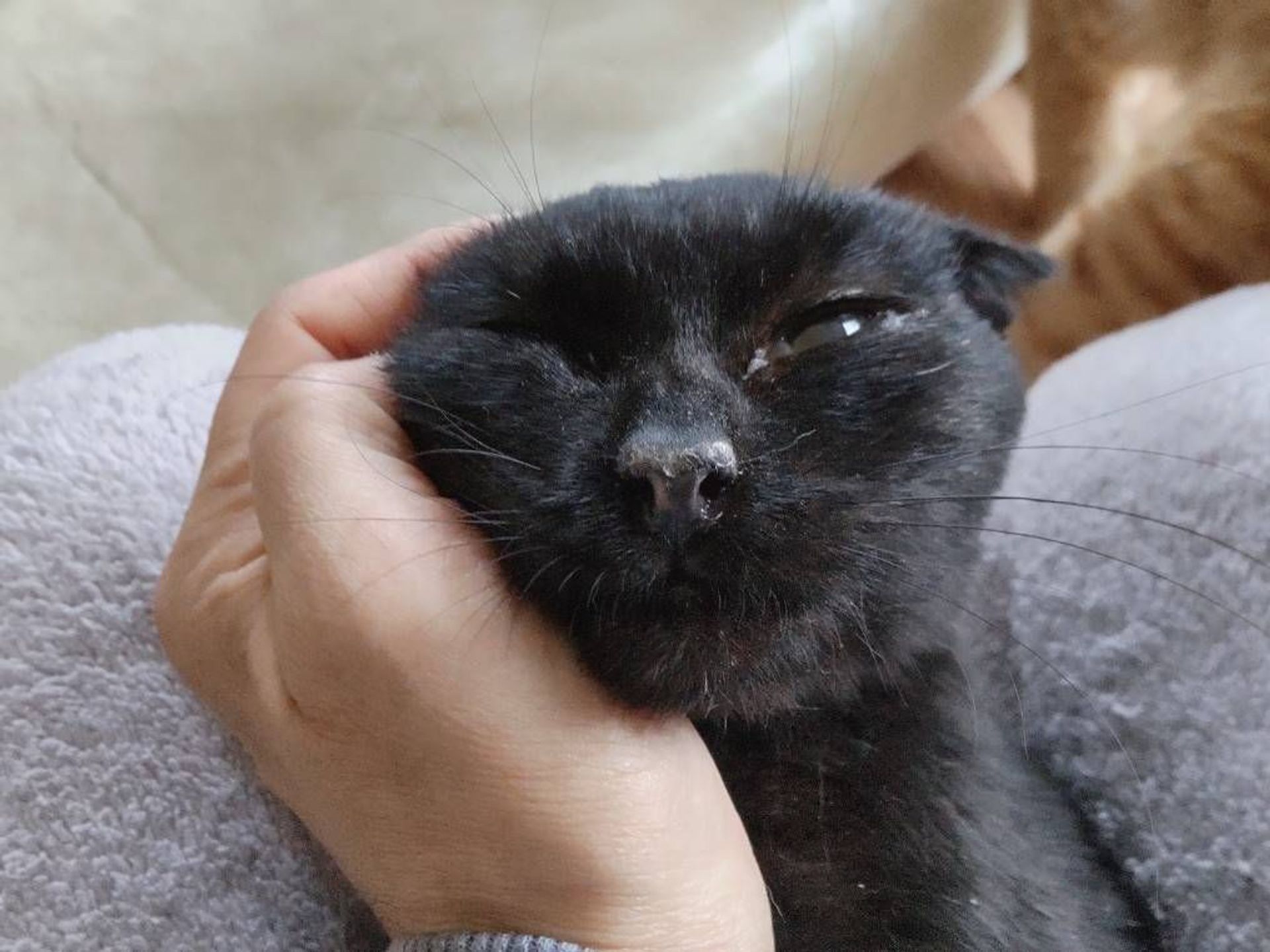 雑種（ミックス猫）・メスの里親募集の写真