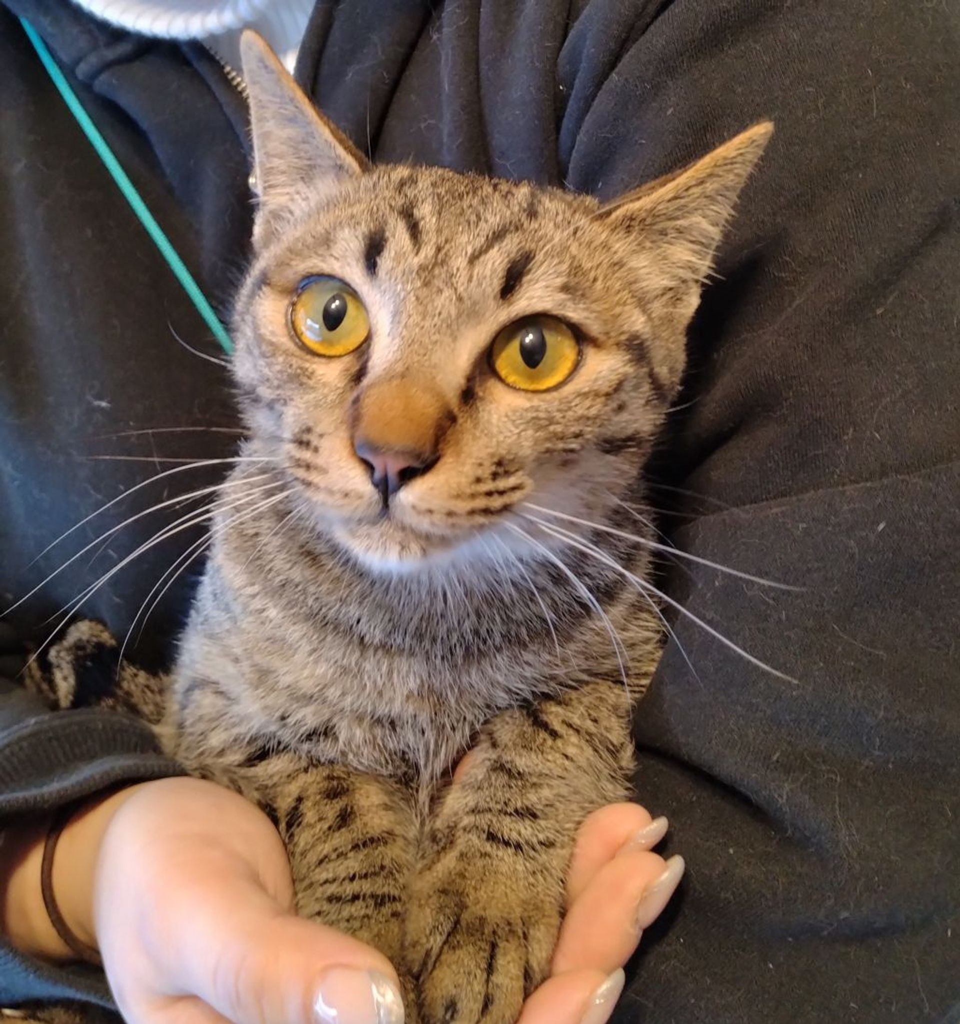 雑種（ミックス猫）・メスの里親募集の写真