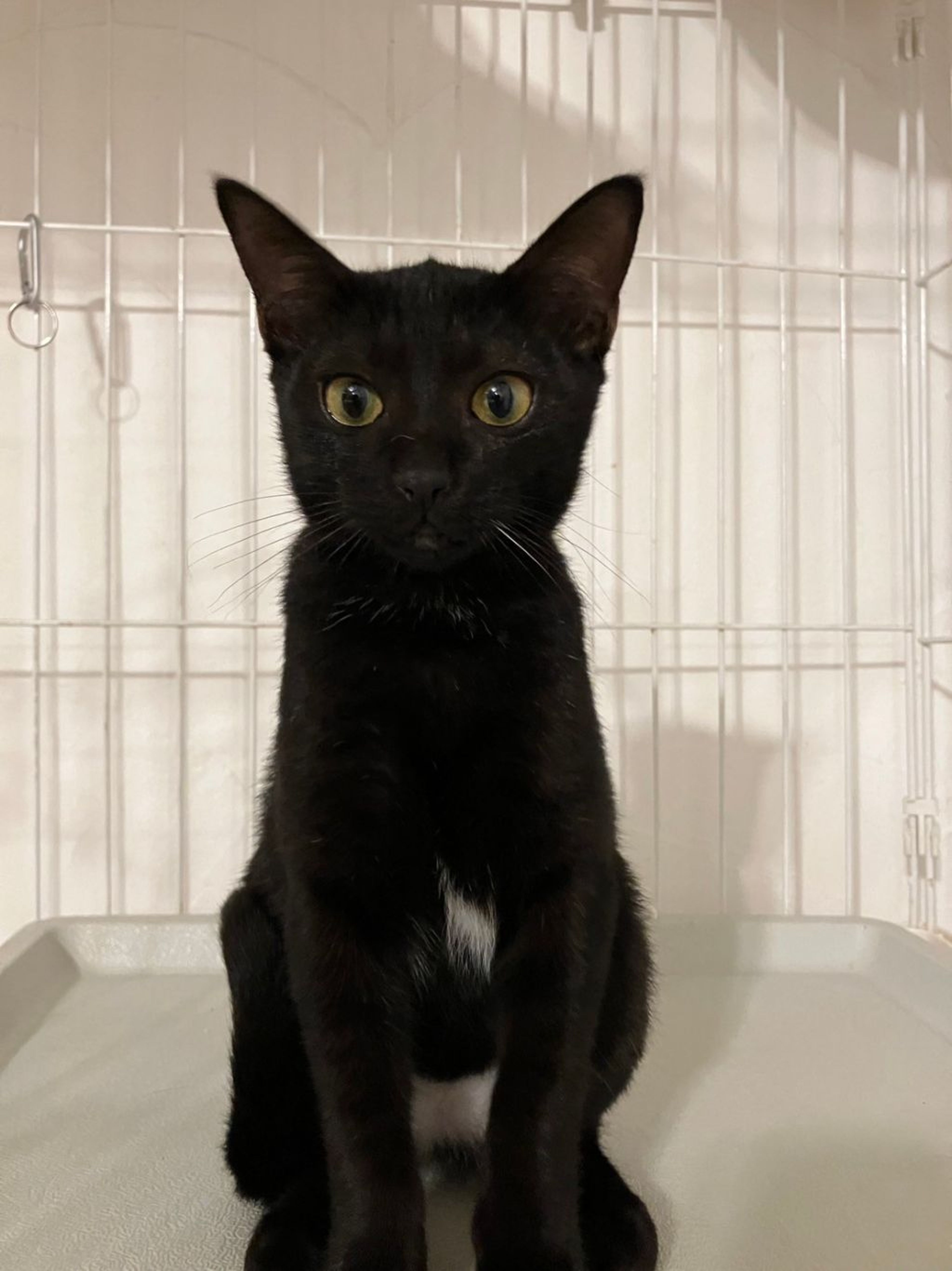 pet-image-5