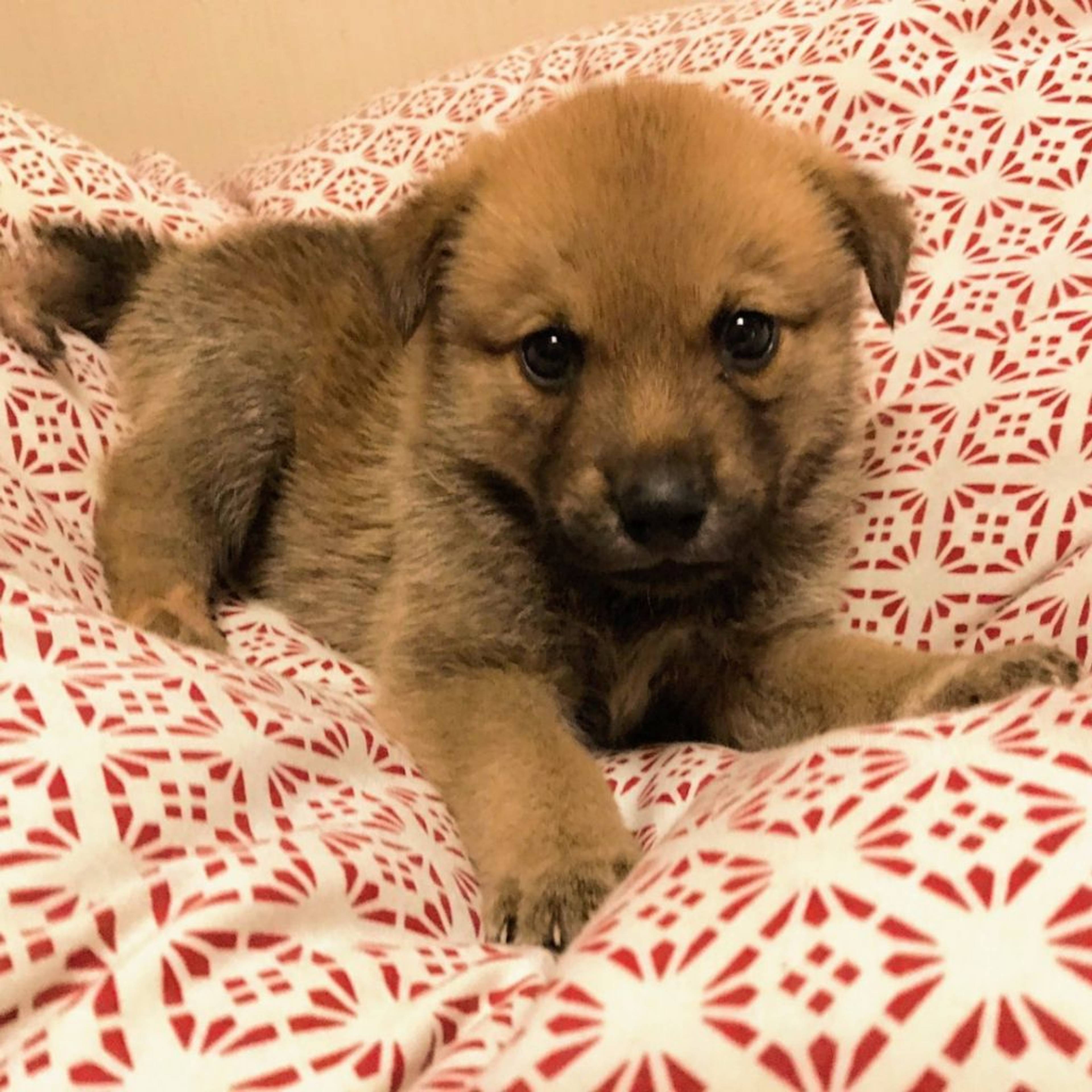 雑種（ミックス犬）・オスの里親募集の写真