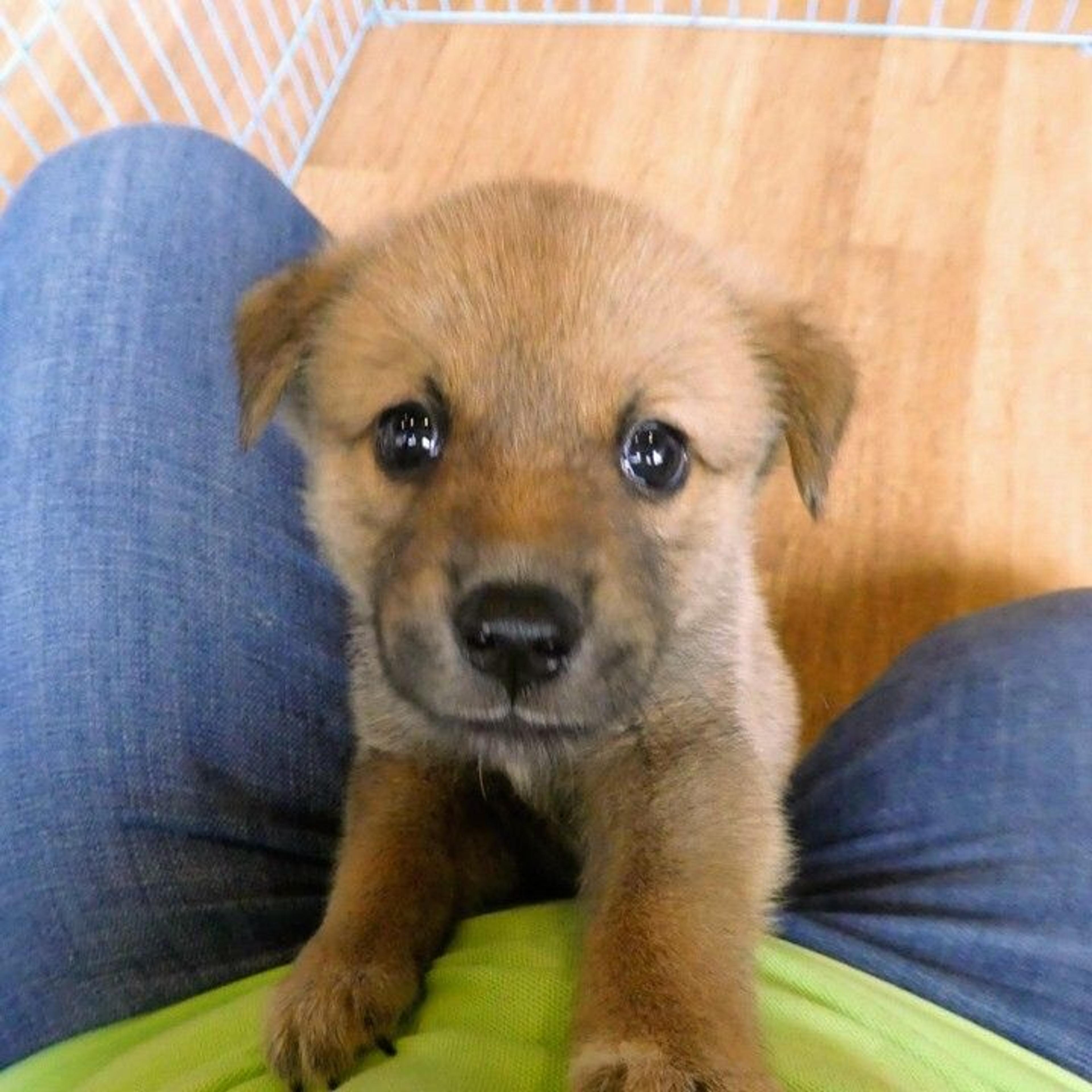 pet-image-2