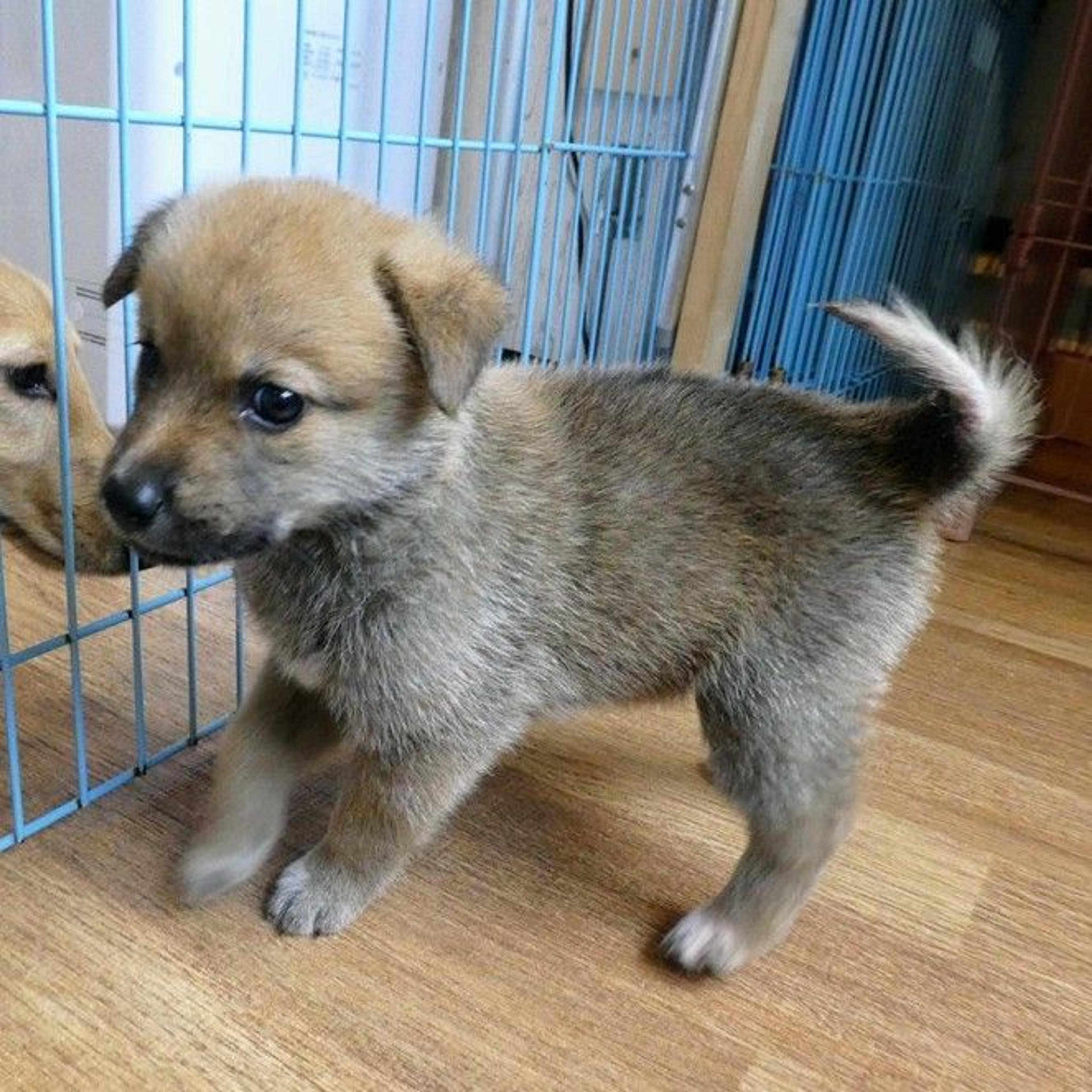 pet-image-3