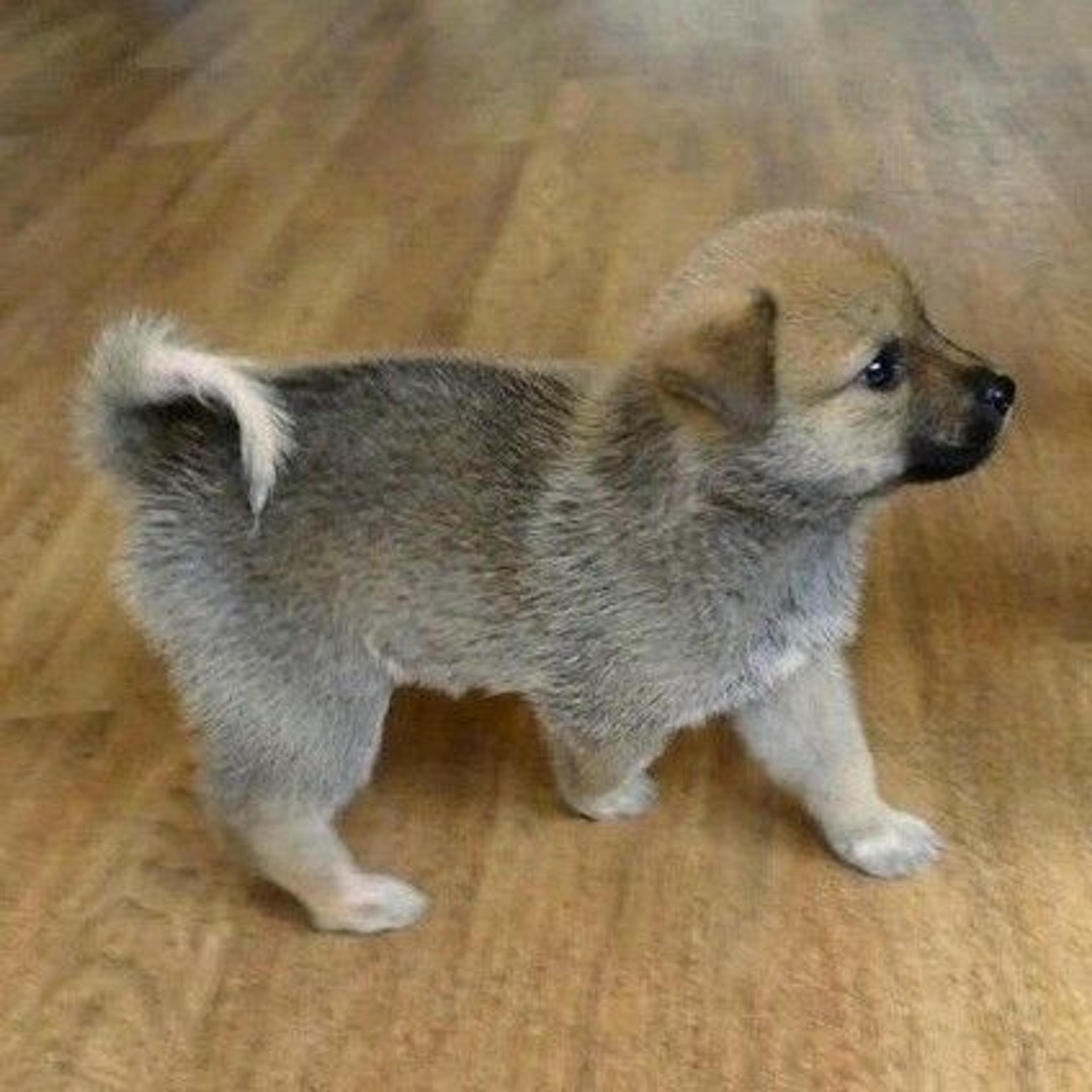 pet-image-4