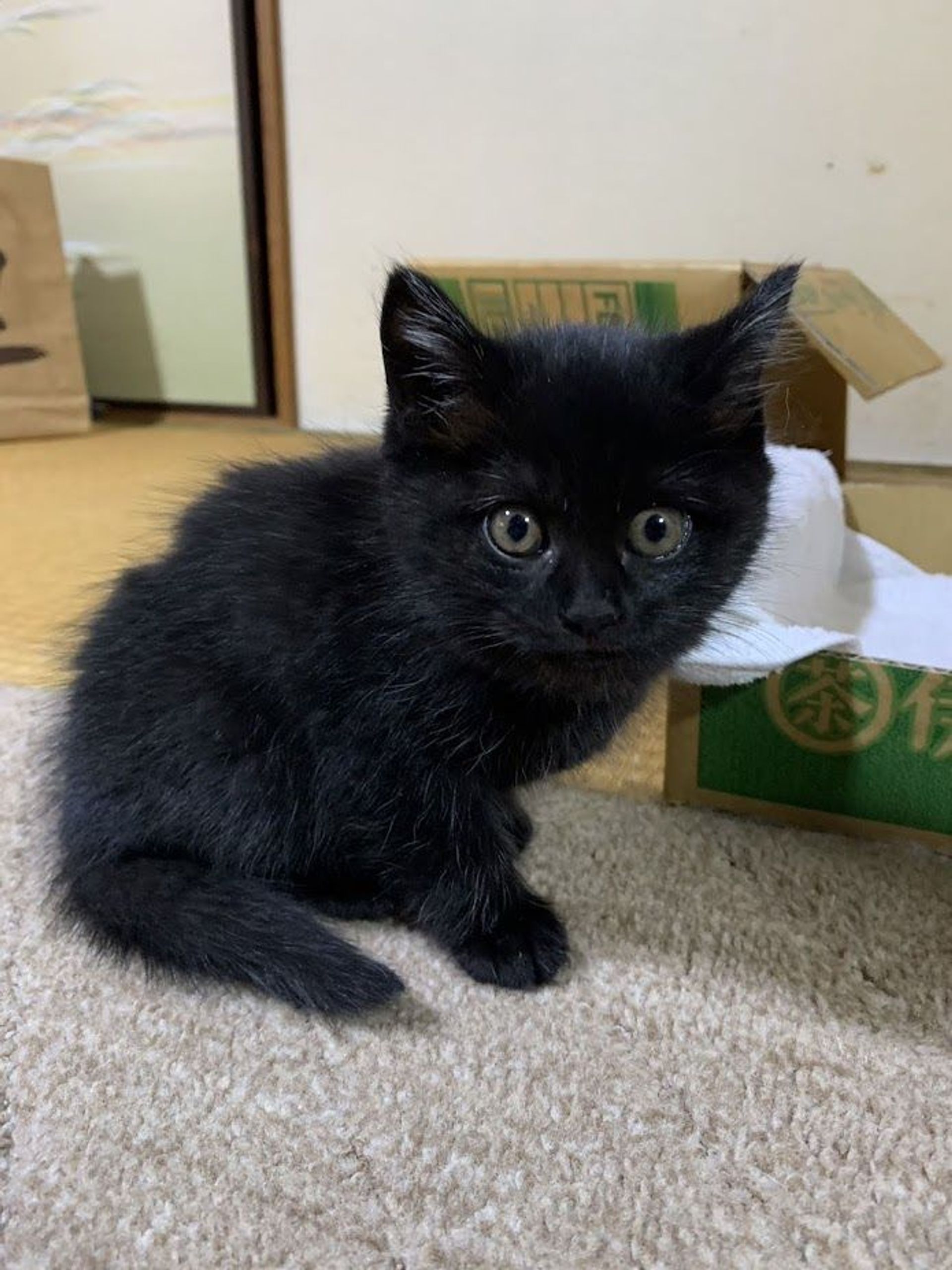 雑種（ミックス猫）・メスの里親募集の写真