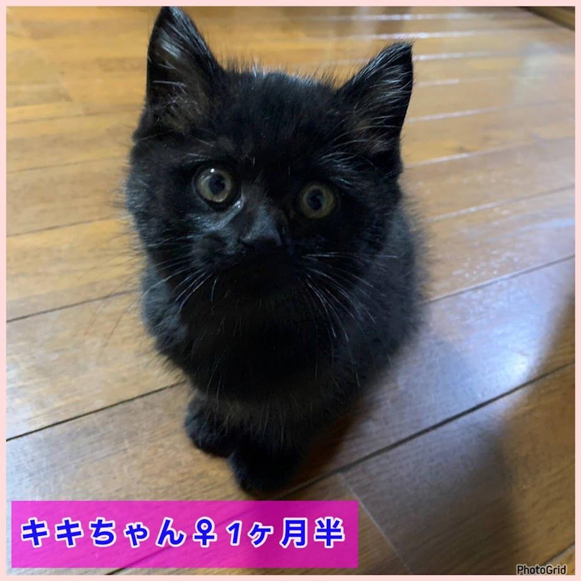 pet-image-4