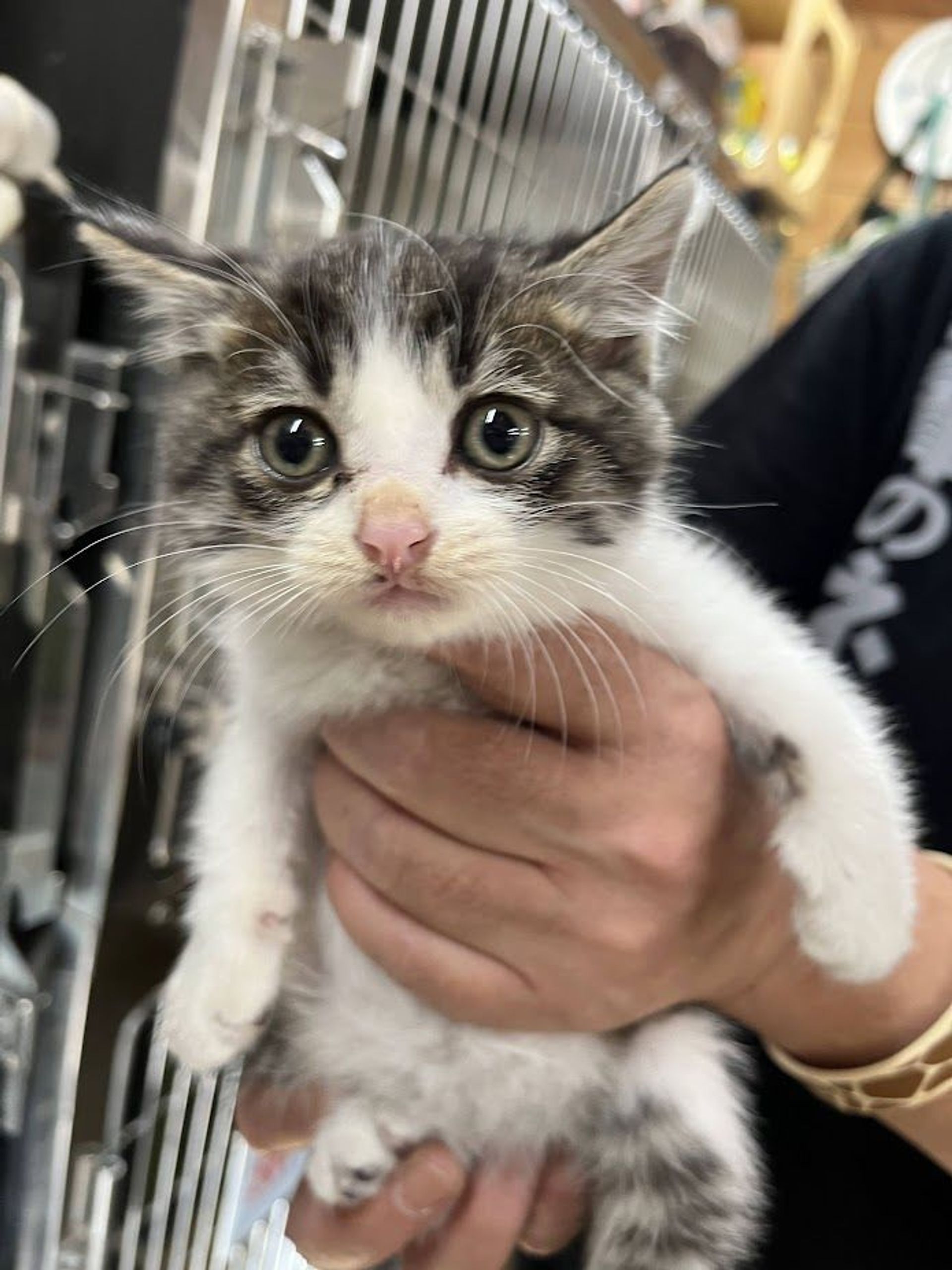 雑種（ミックス猫）・オスの里親募集の写真