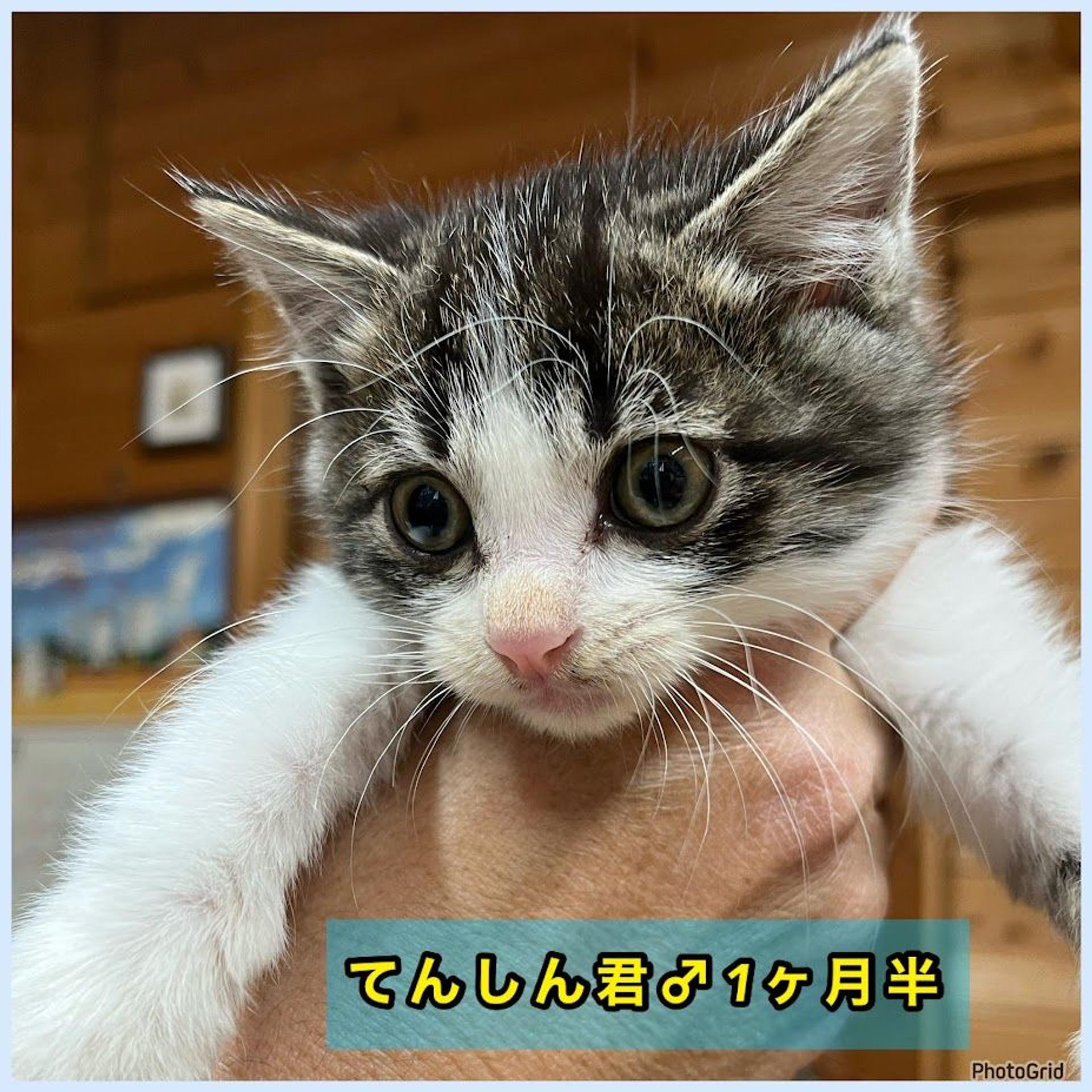 pet-image-5
