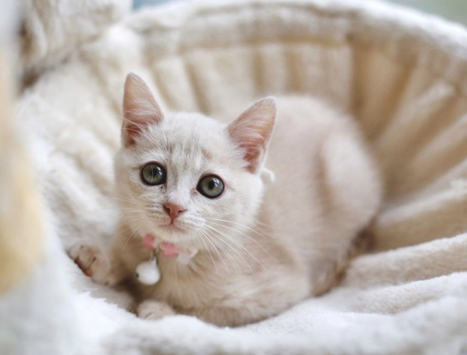 雑種（ミックス猫）・メスの里親募集の写真