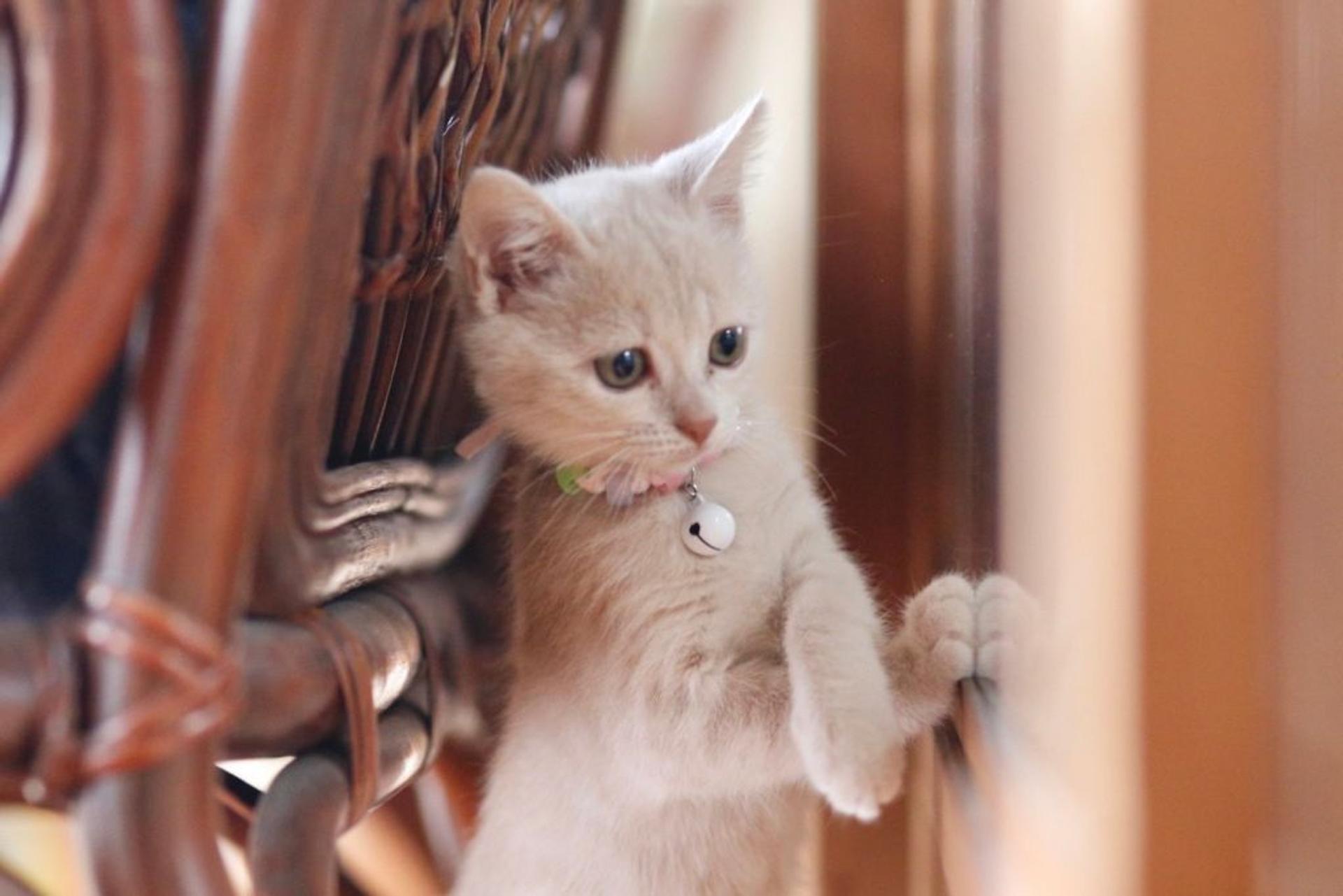 pet-image-4