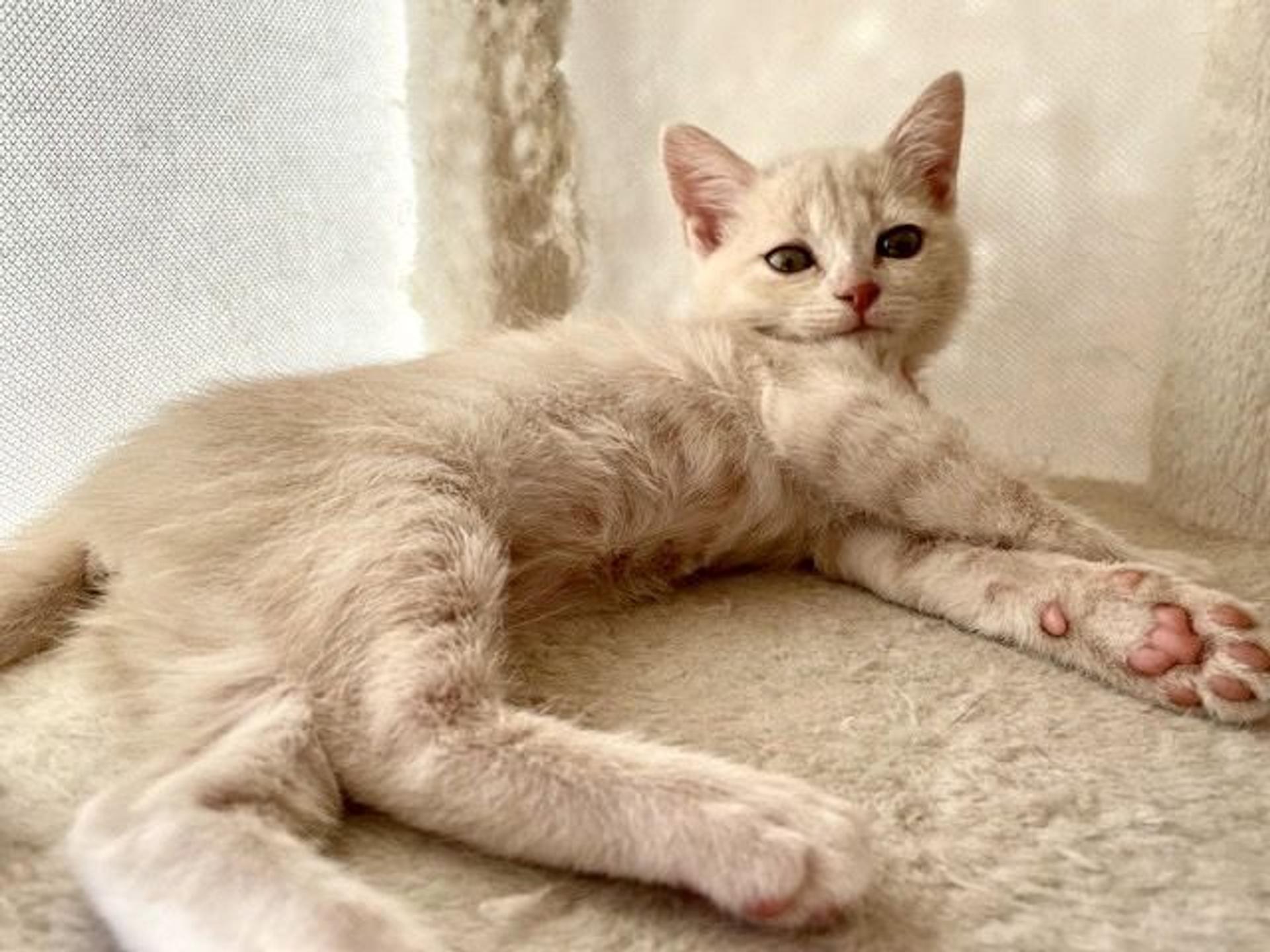 pet-image-5